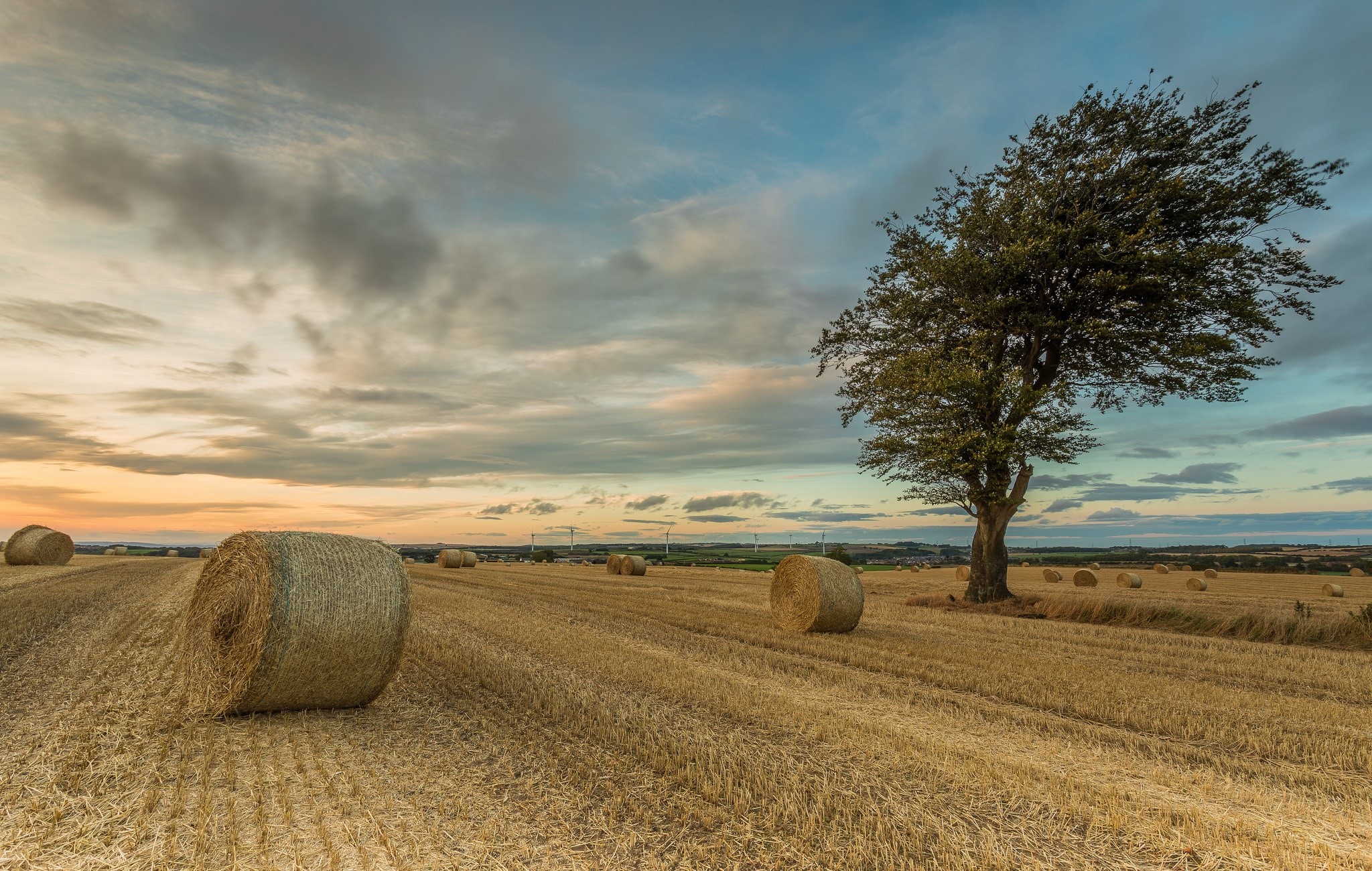 field, sky, trees, landscape, HD Wallpaper