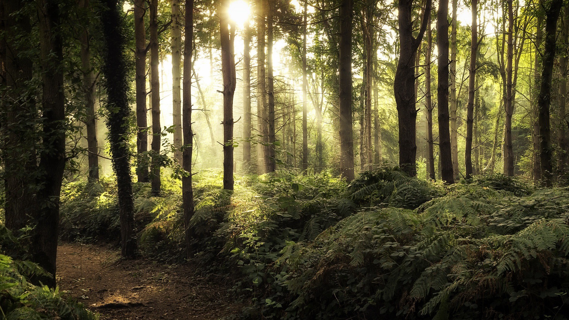 nature, forest, sunlight, trees, HD Wallpaper