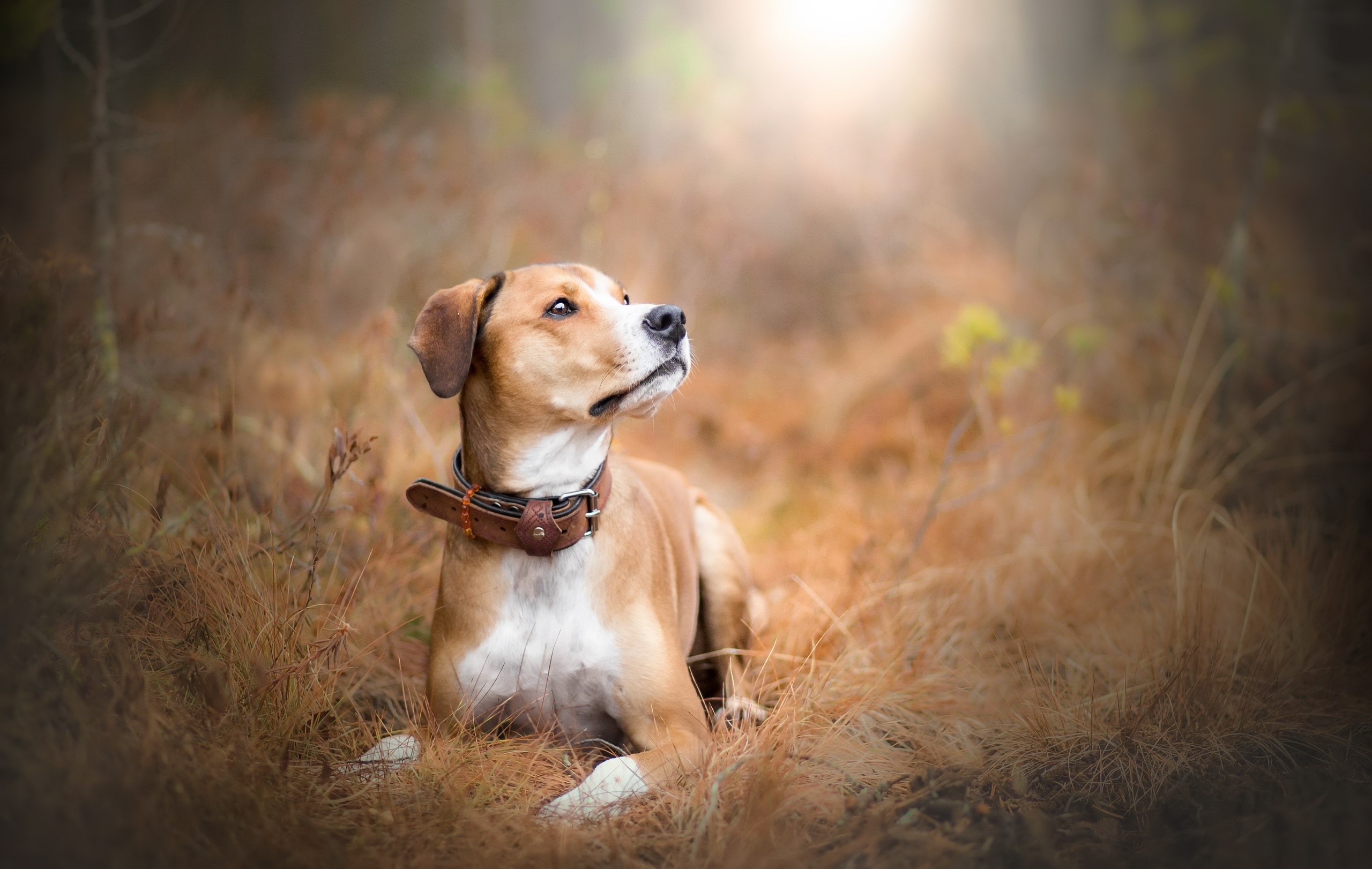 nature, animals, dog, HD Wallpaper