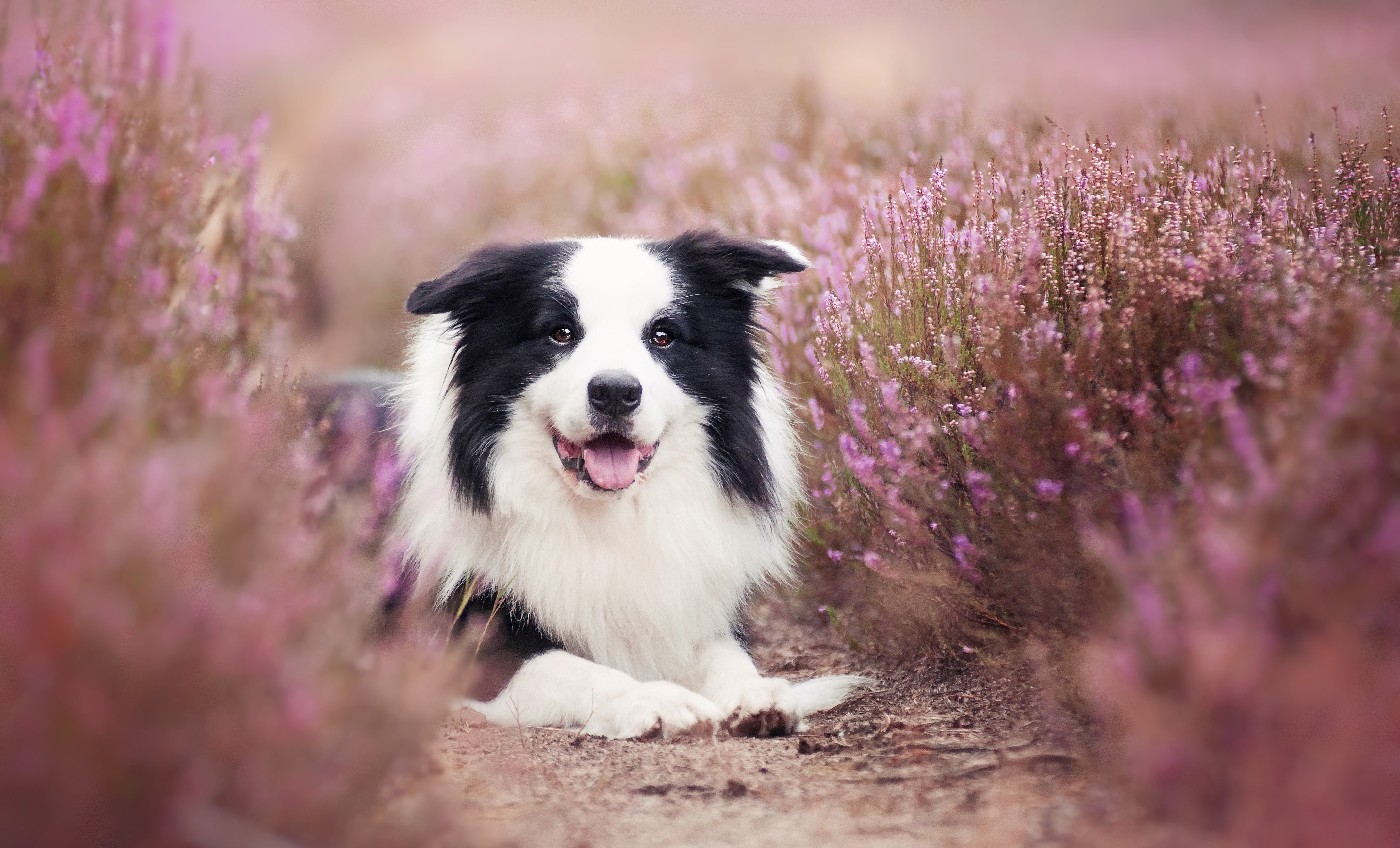 nature, animals, dog, HD Wallpaper