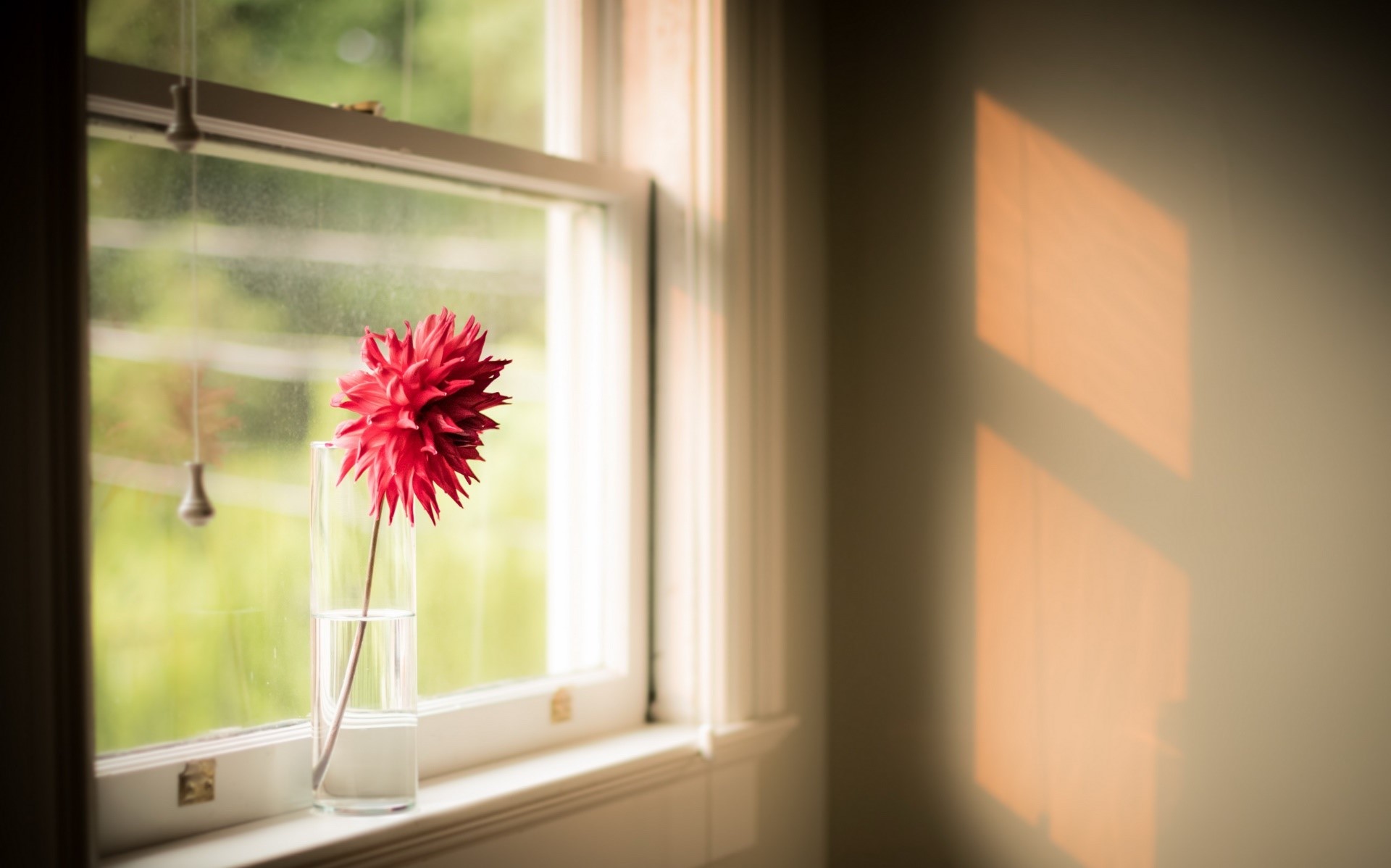 window, red flowers, flowers, HD Wallpaper
