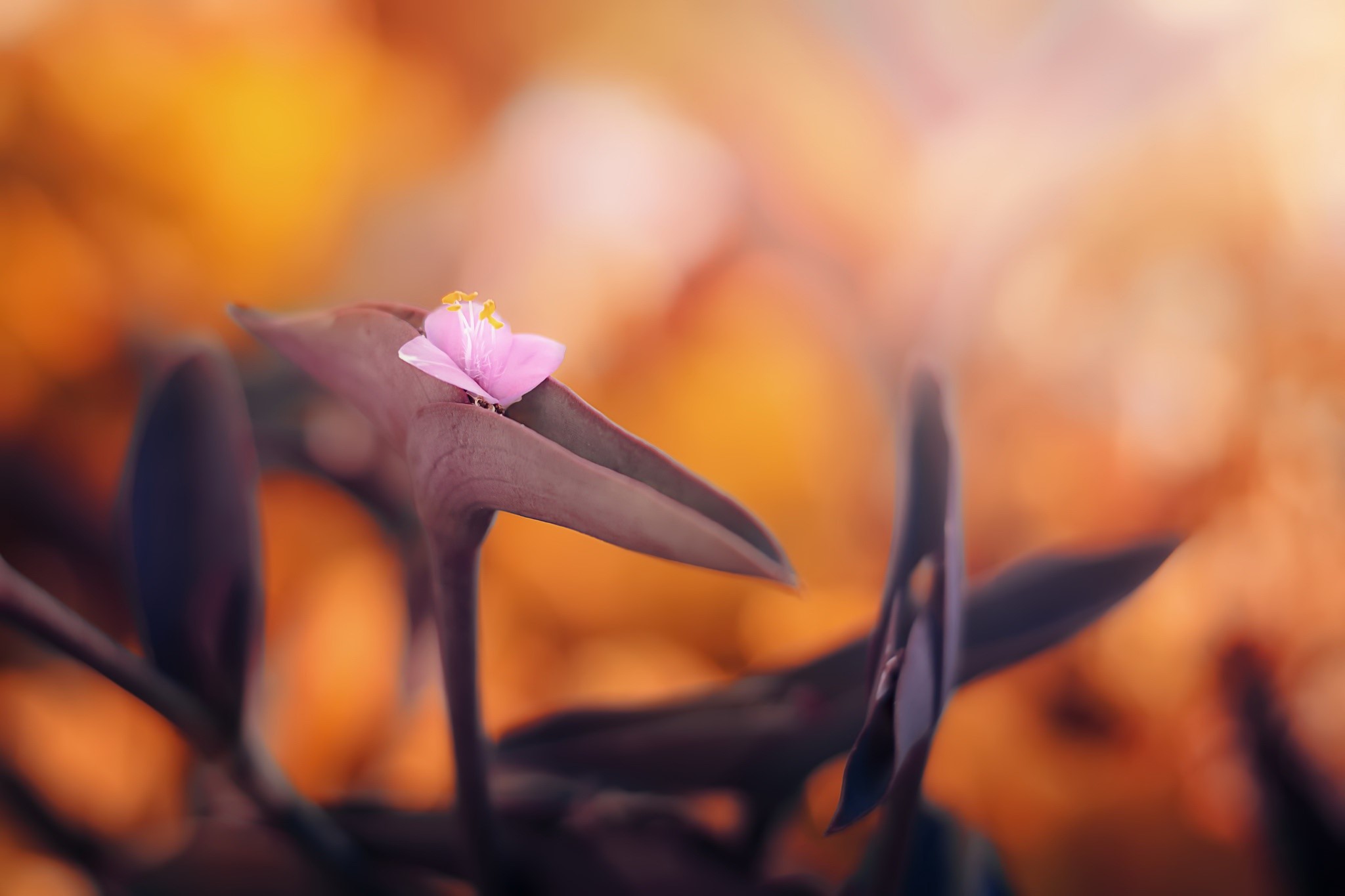 bokeh, nature, macro, plants, HD Wallpaper