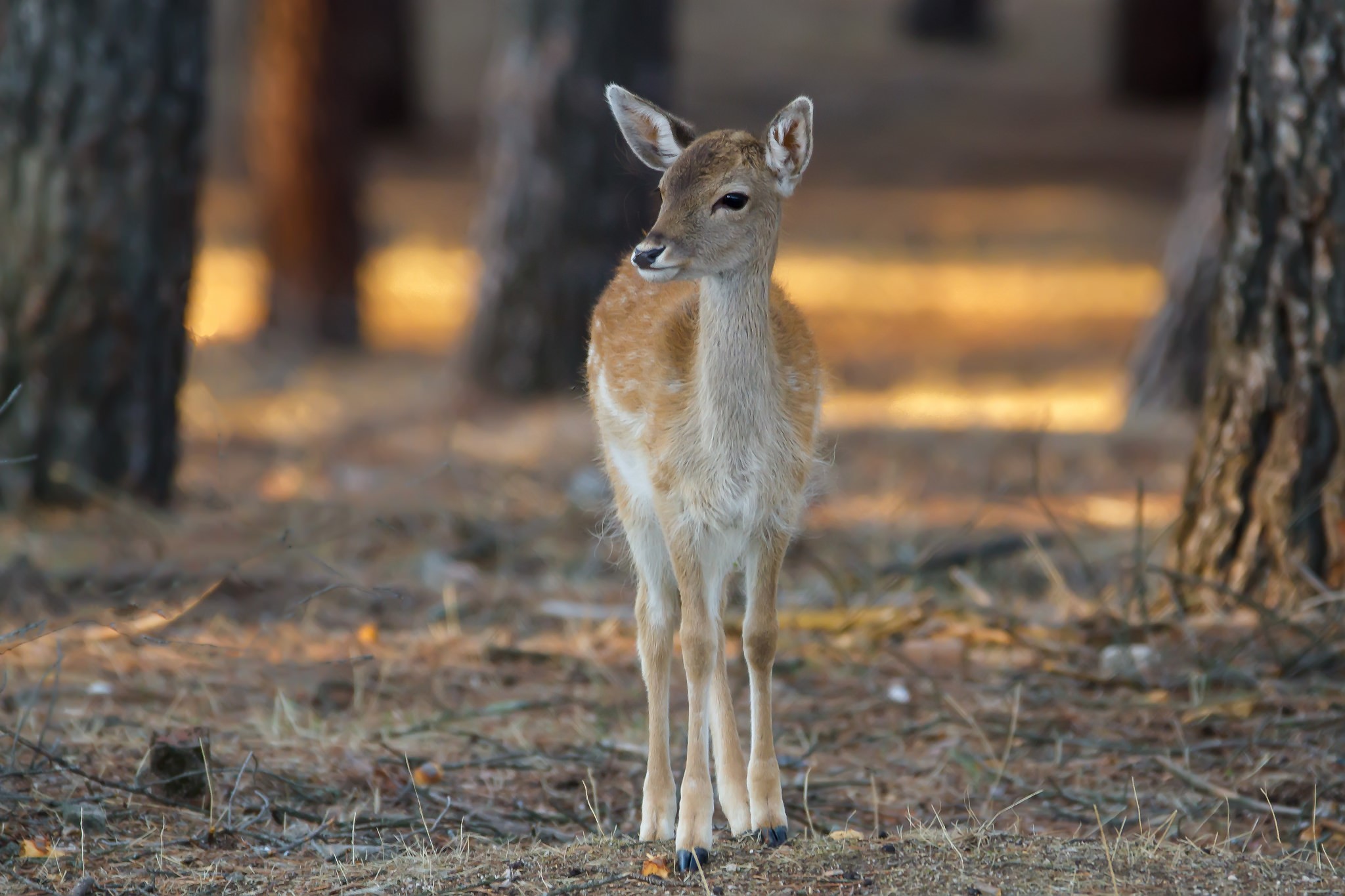 nature, animals, deer, HD Wallpaper