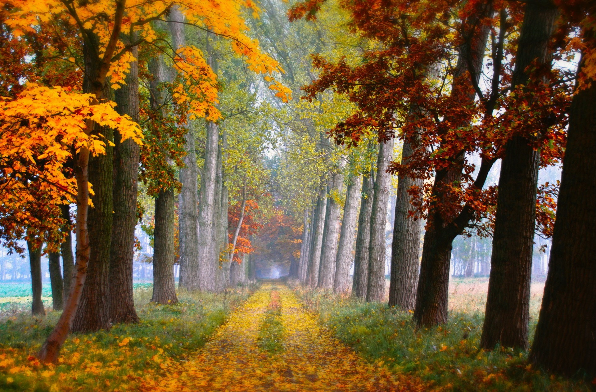 fall, leaves, trees, road, HD Wallpaper