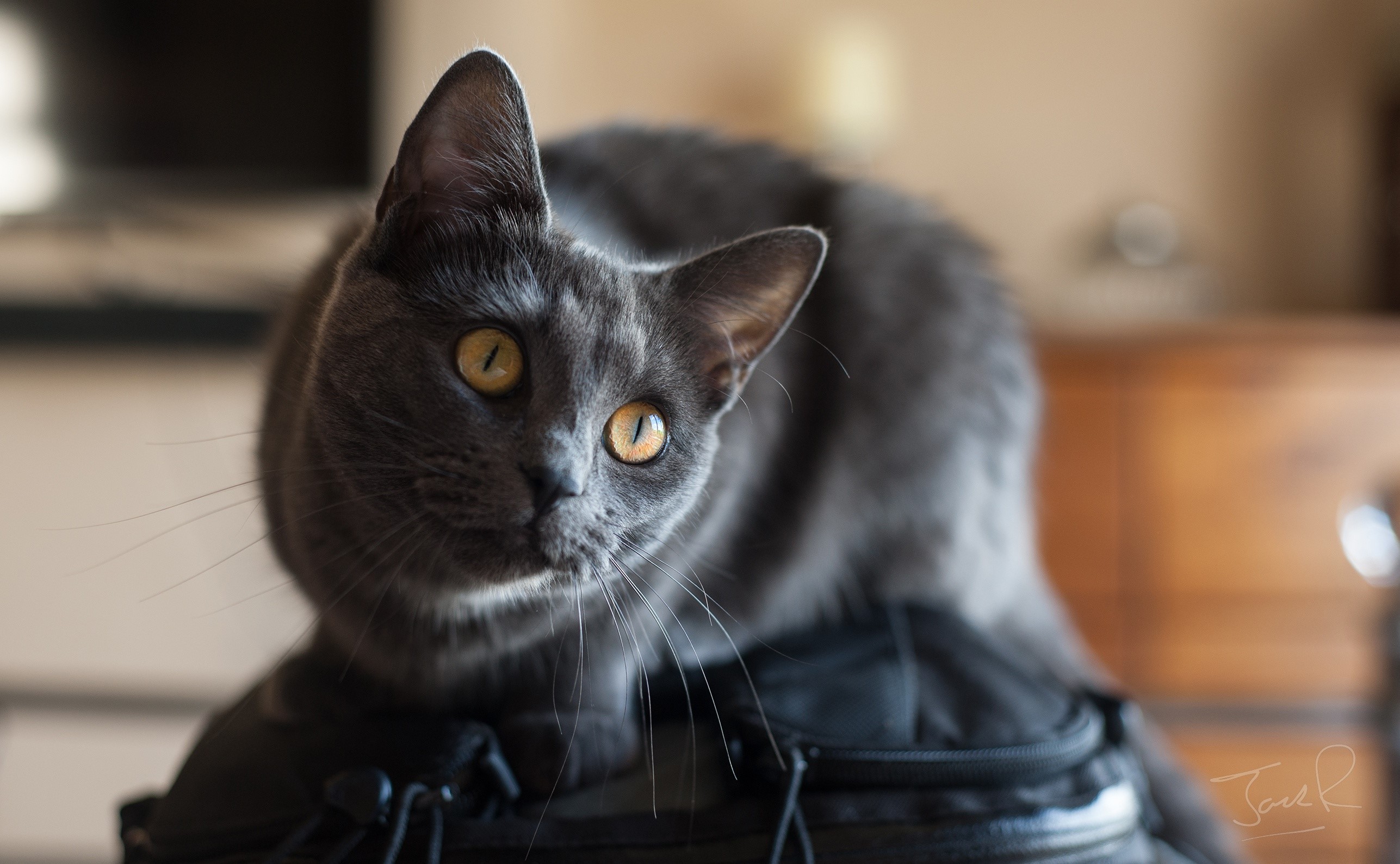 cats, animals, indoors, yellow, HD Wallpaper