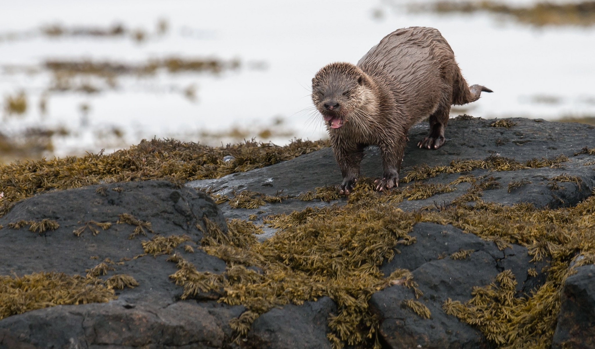 nature, animals, otters, wet body, moss, rock, HD Wallpaper