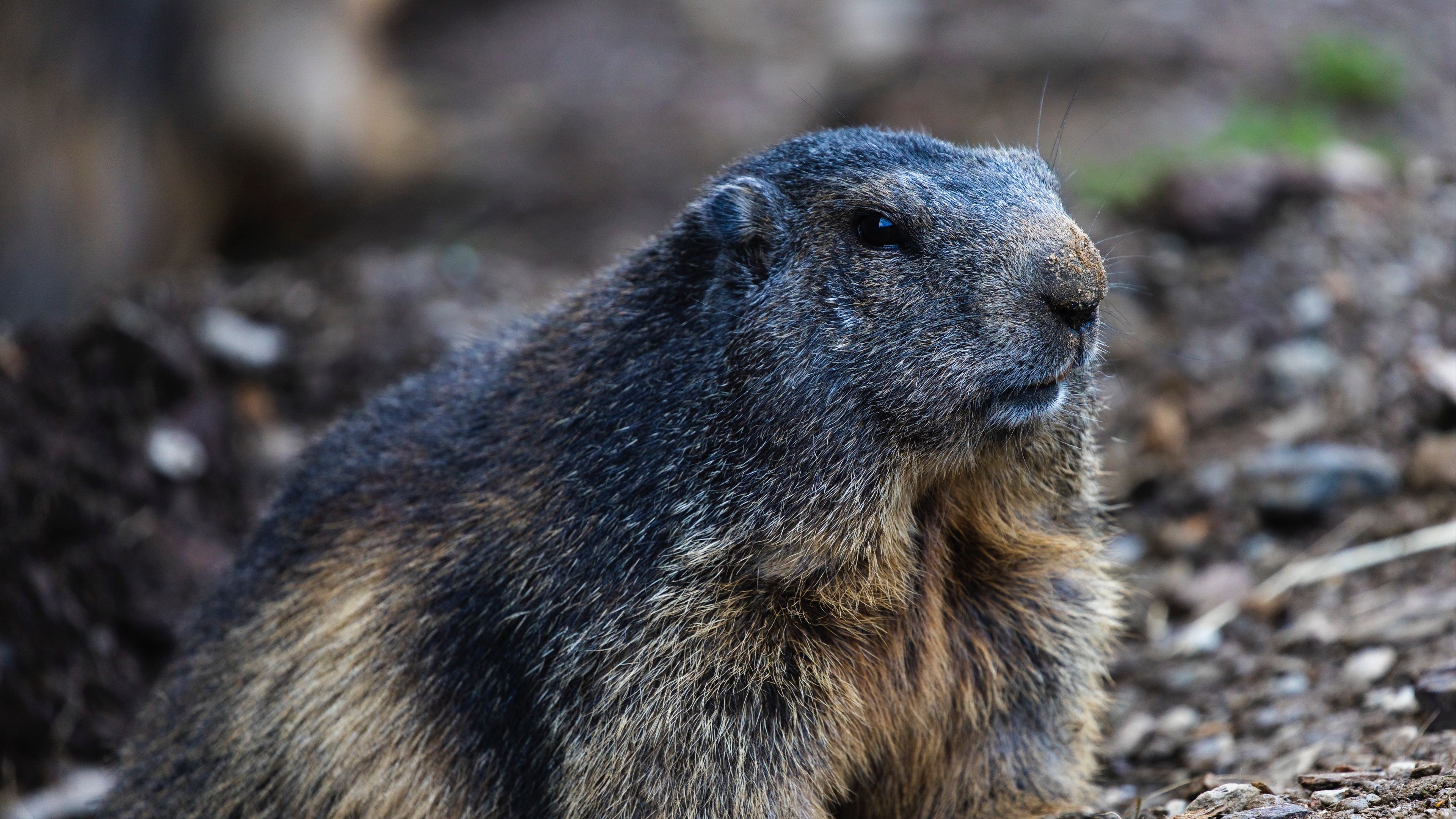 marmot, groundhog, rodent, wildlife, 4k, HD Wallpaper