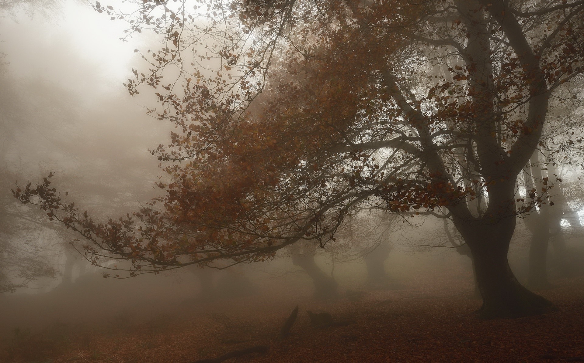 mist, nature, fall, trees, HD Wallpaper