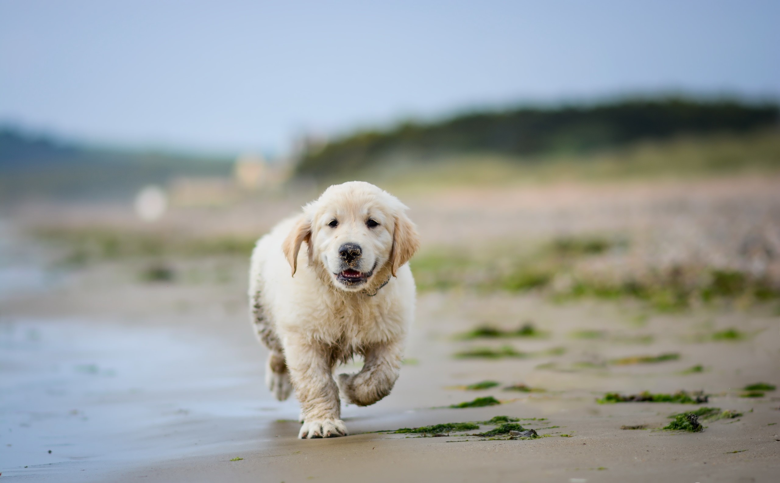 nature, dog, animals, HD Wallpaper