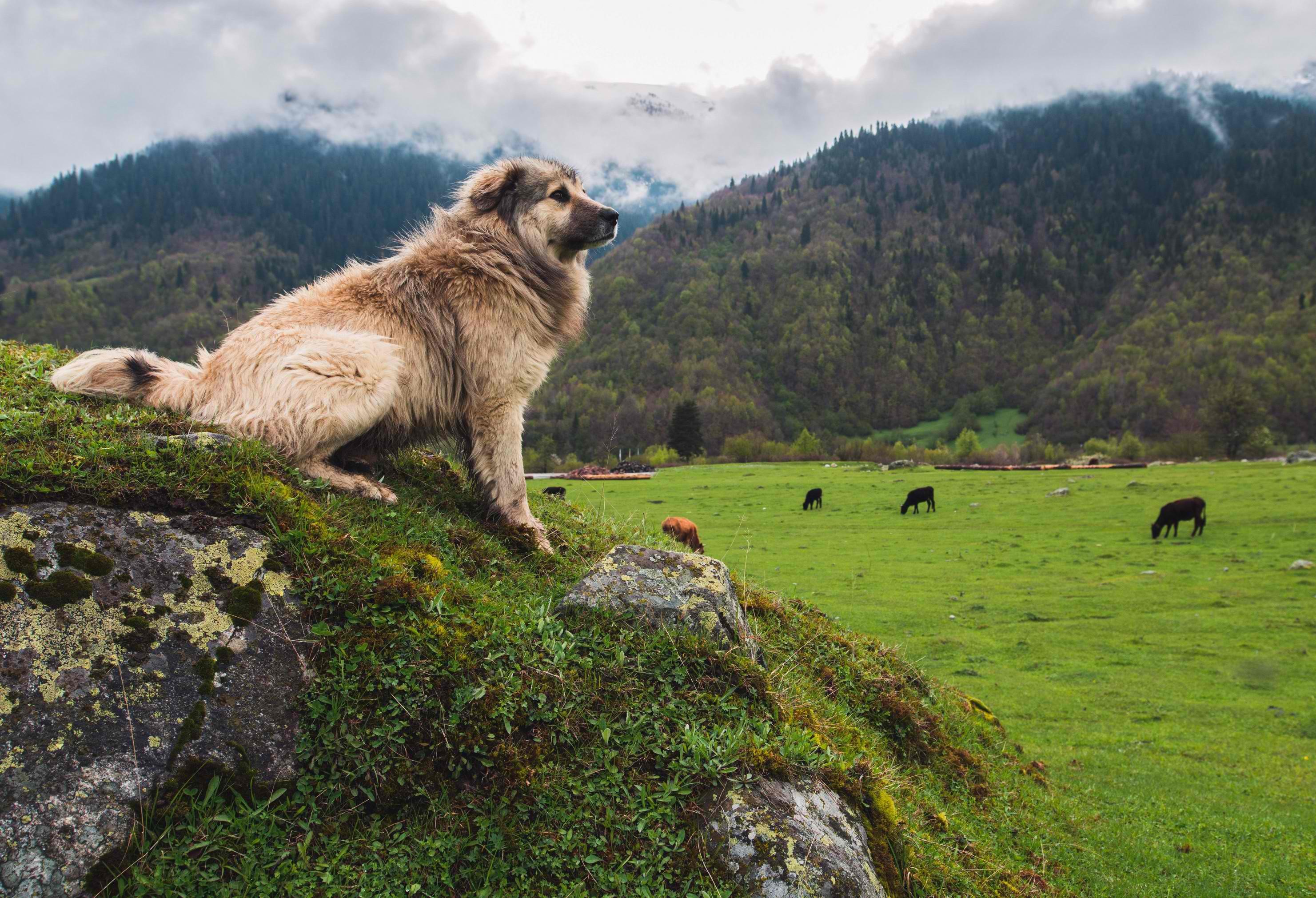 dog, landscape, photography, Georgia, HD Wallpaper