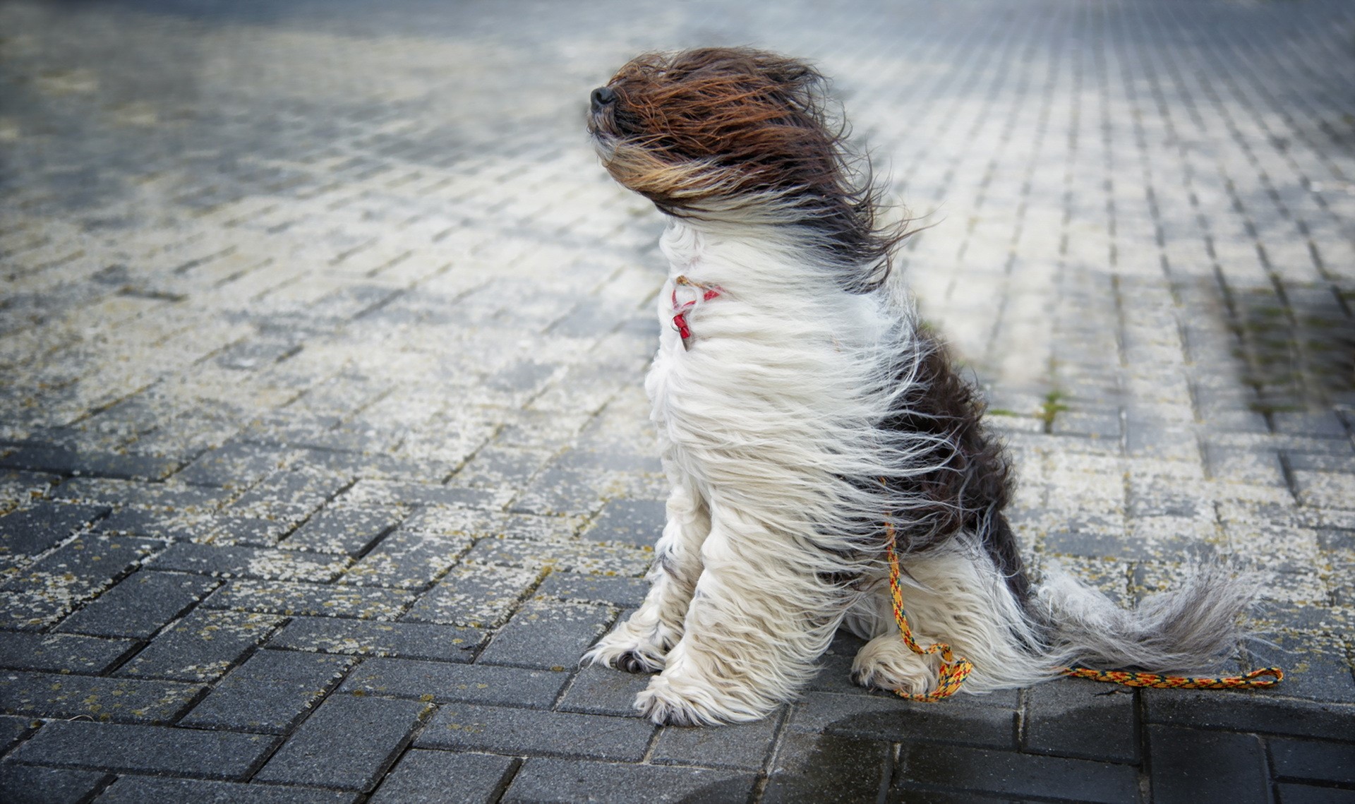 windy, dog, animals, HD Wallpaper