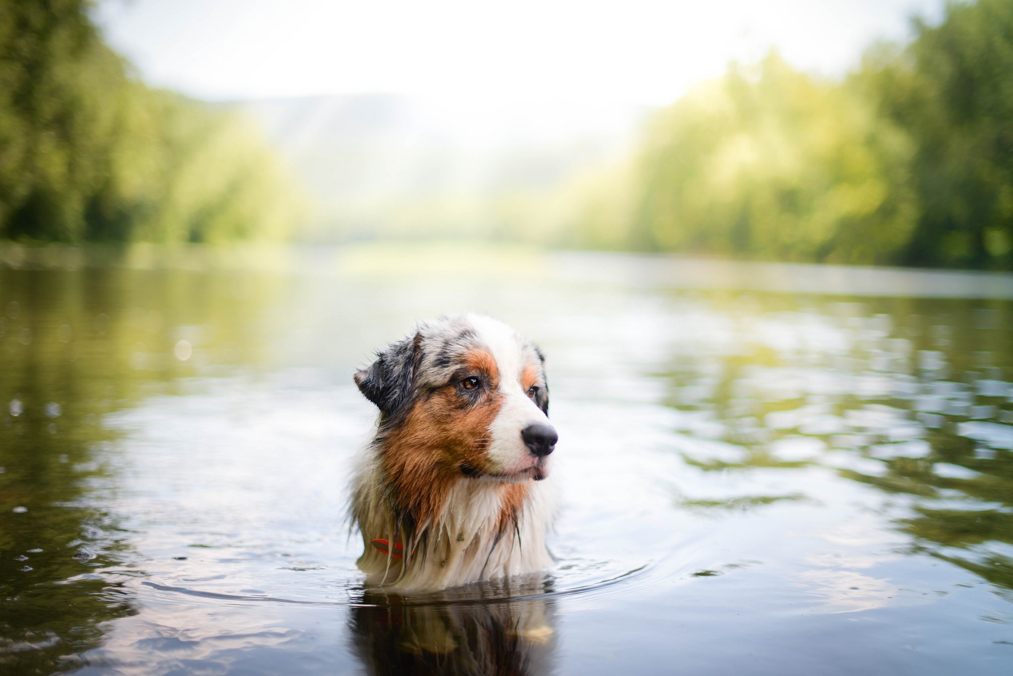 dog, nature, water, animals, HD Wallpaper