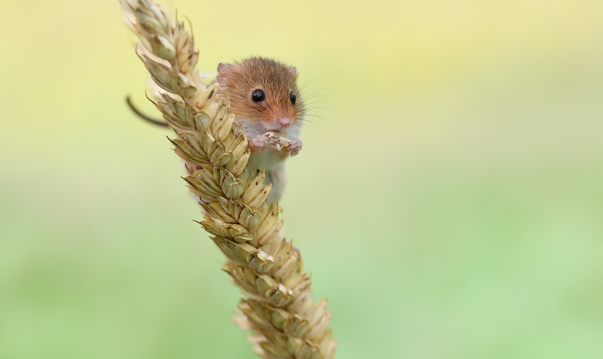 mice, animals, nature, mammals, wheat, outdoors, HD Wallpaper