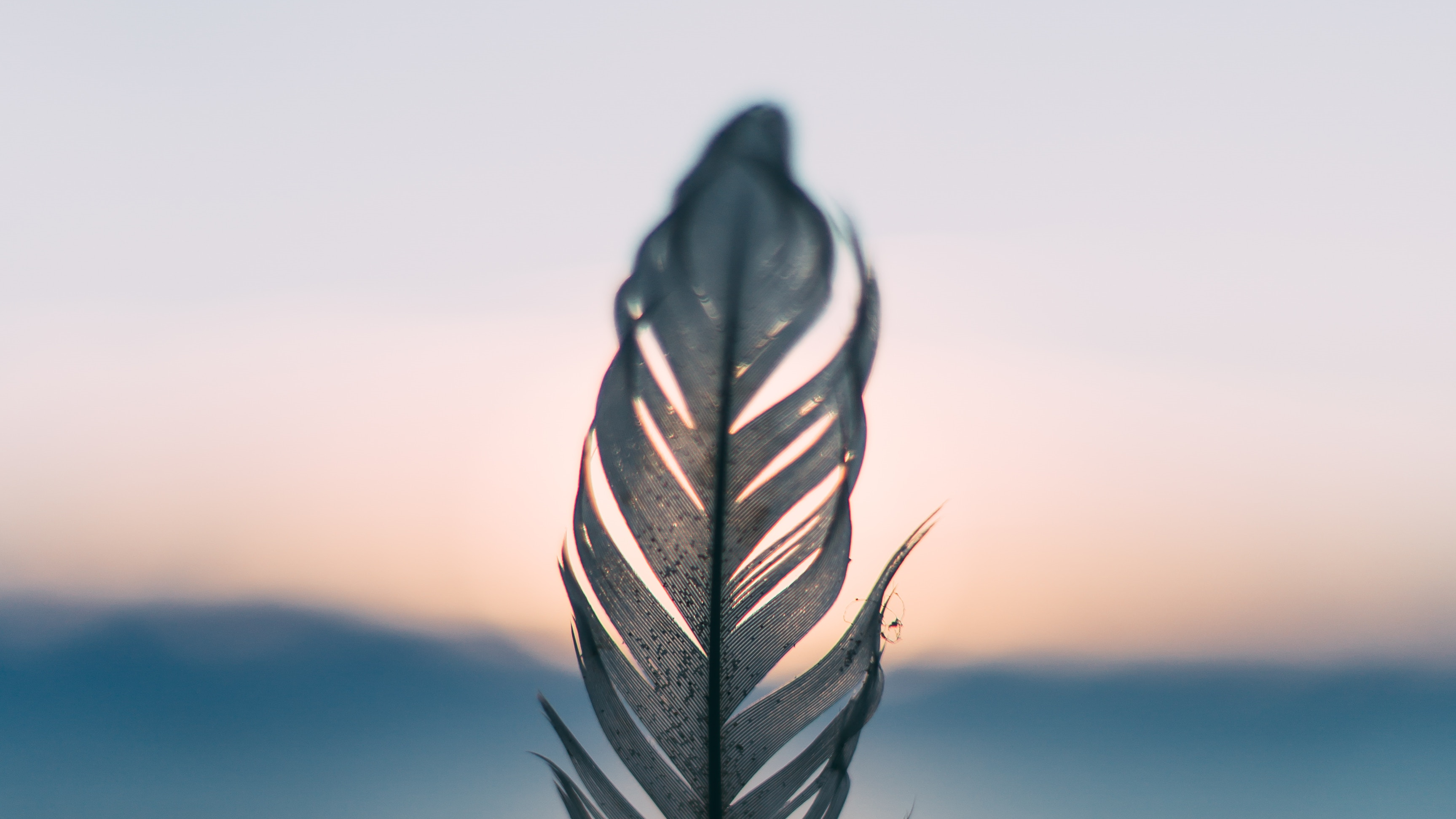 feathers, sunset, depth of field, HD Wallpaper