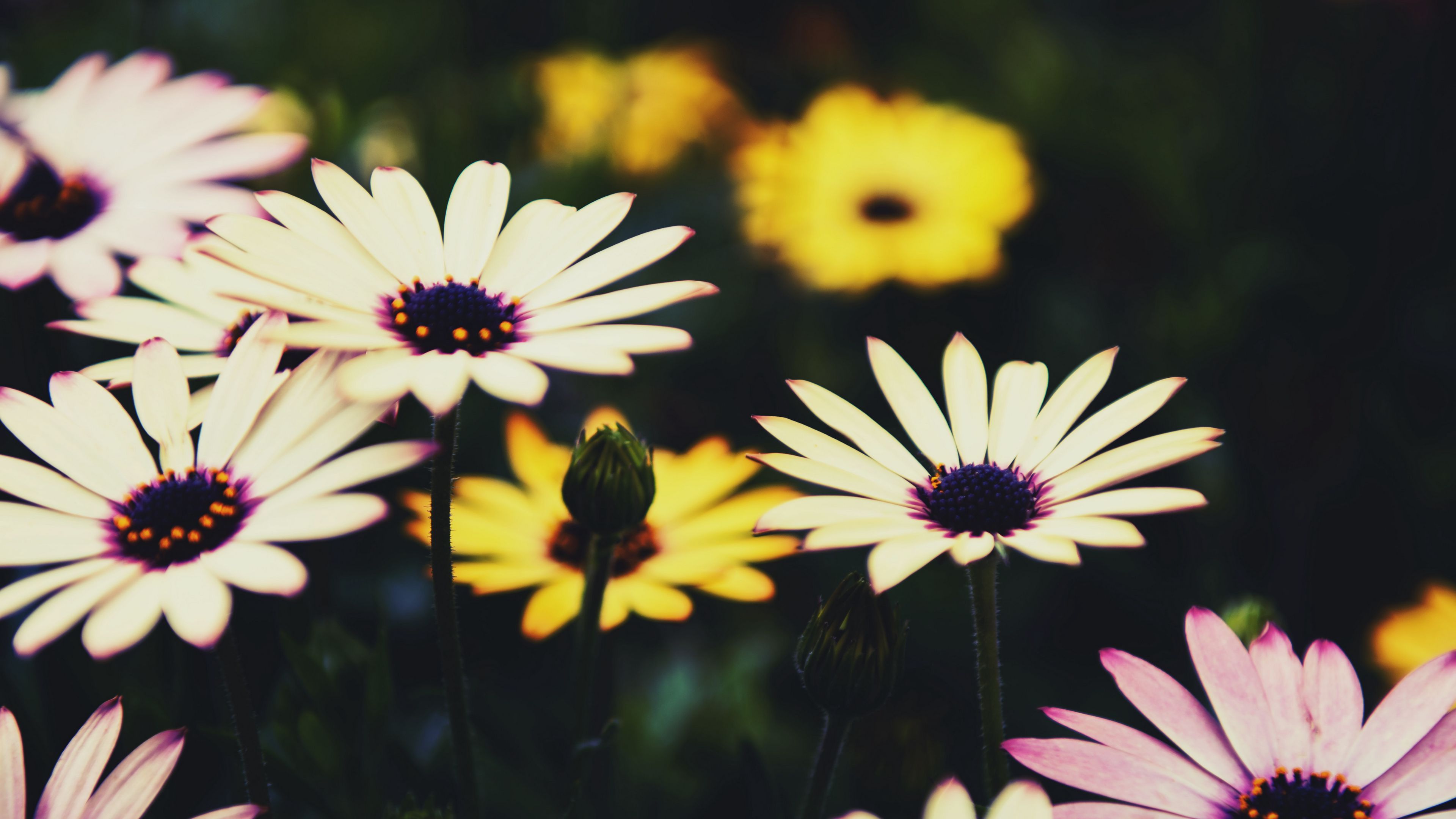 osteospermum, flowers, flowerbed, african daisies, 4k, HD Wallpaper
