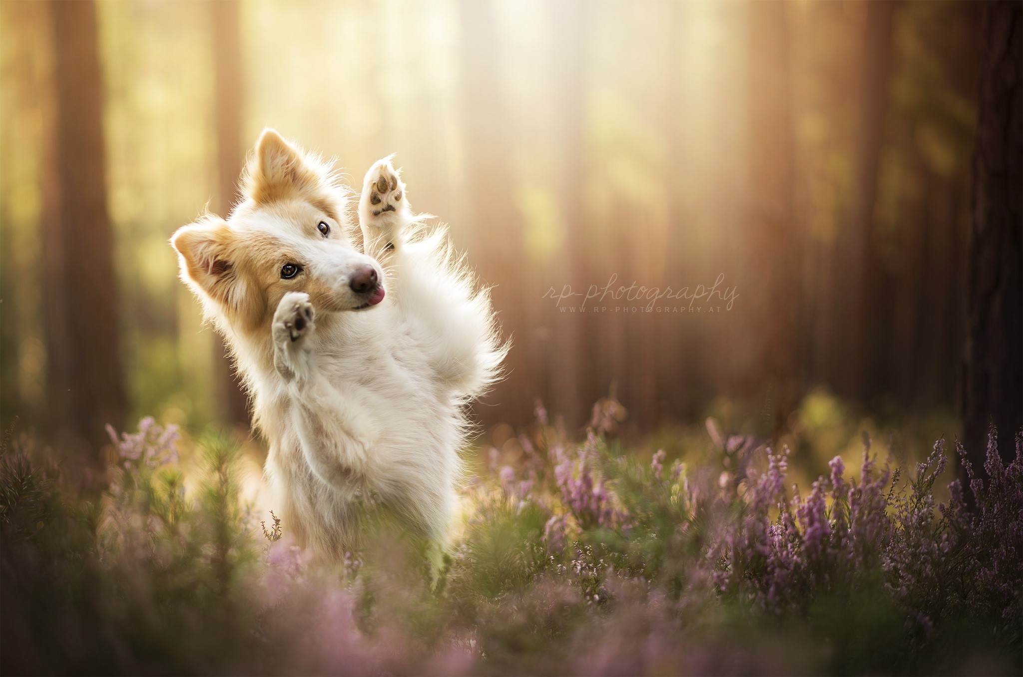 animals, nature, dog, HD Wallpaper