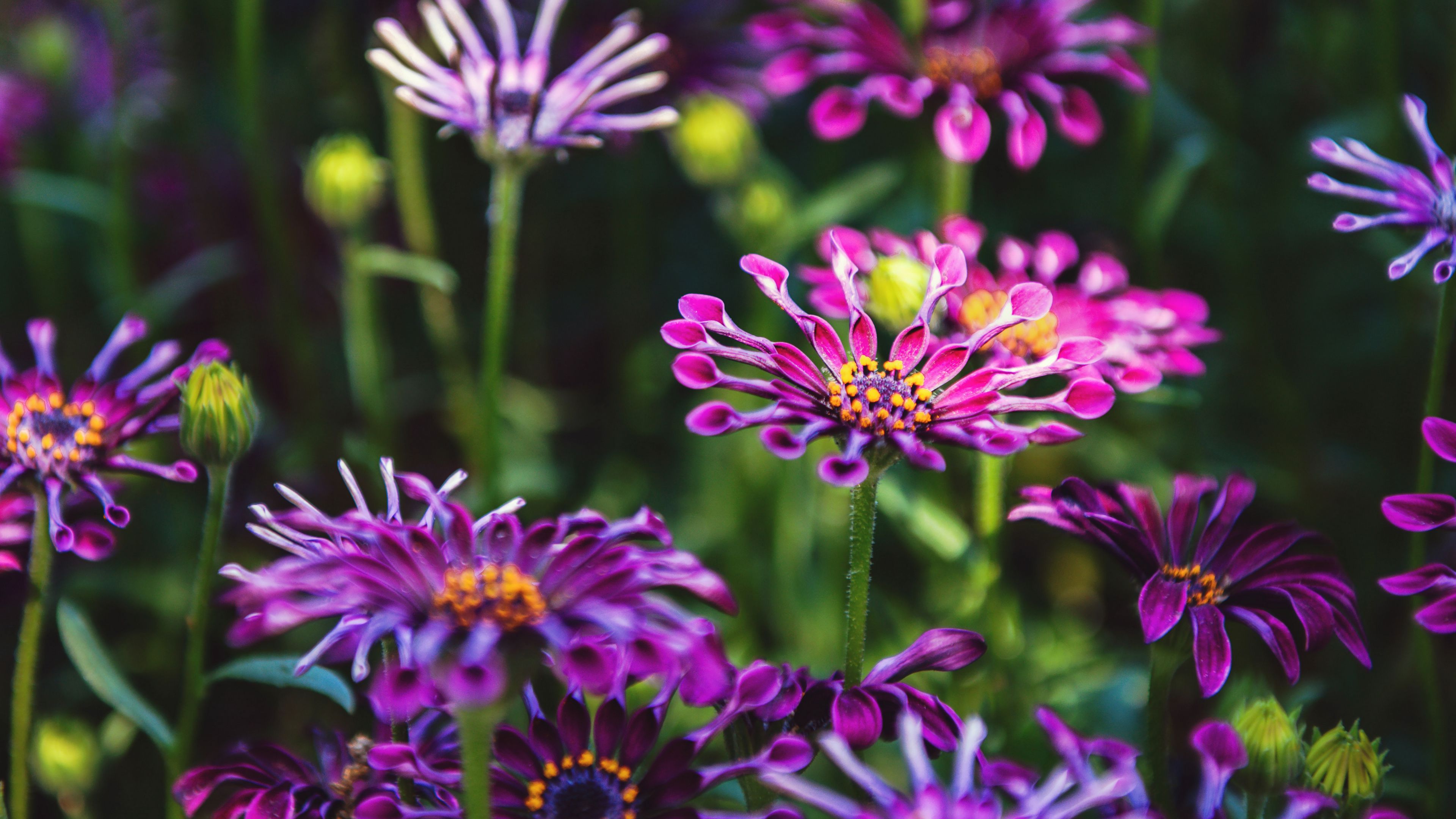 osteospermum, flowers, flowerbed, bloom, 4k, HD Wallpaper