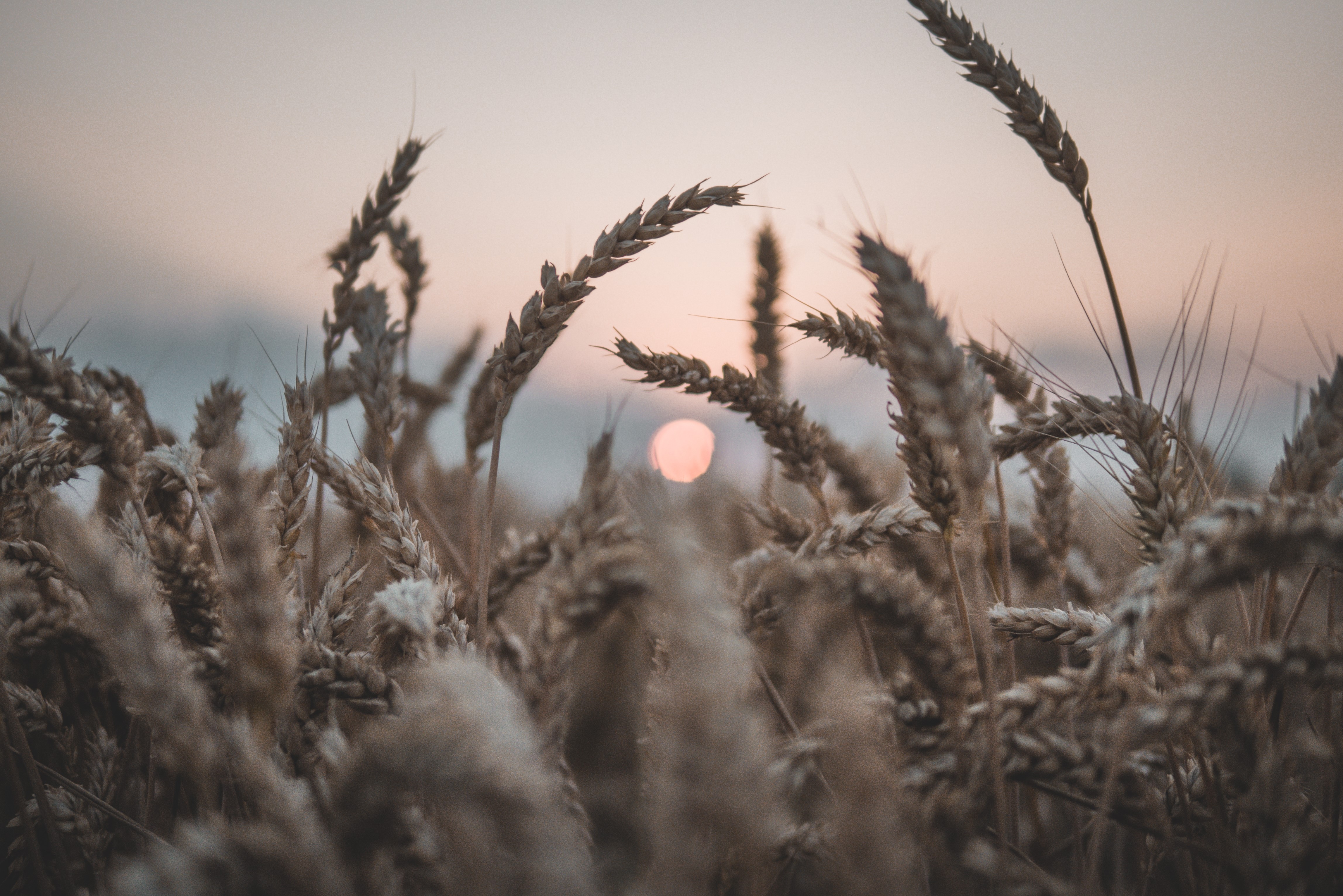 landscape, sunset, plants, wheat, HD Wallpaper