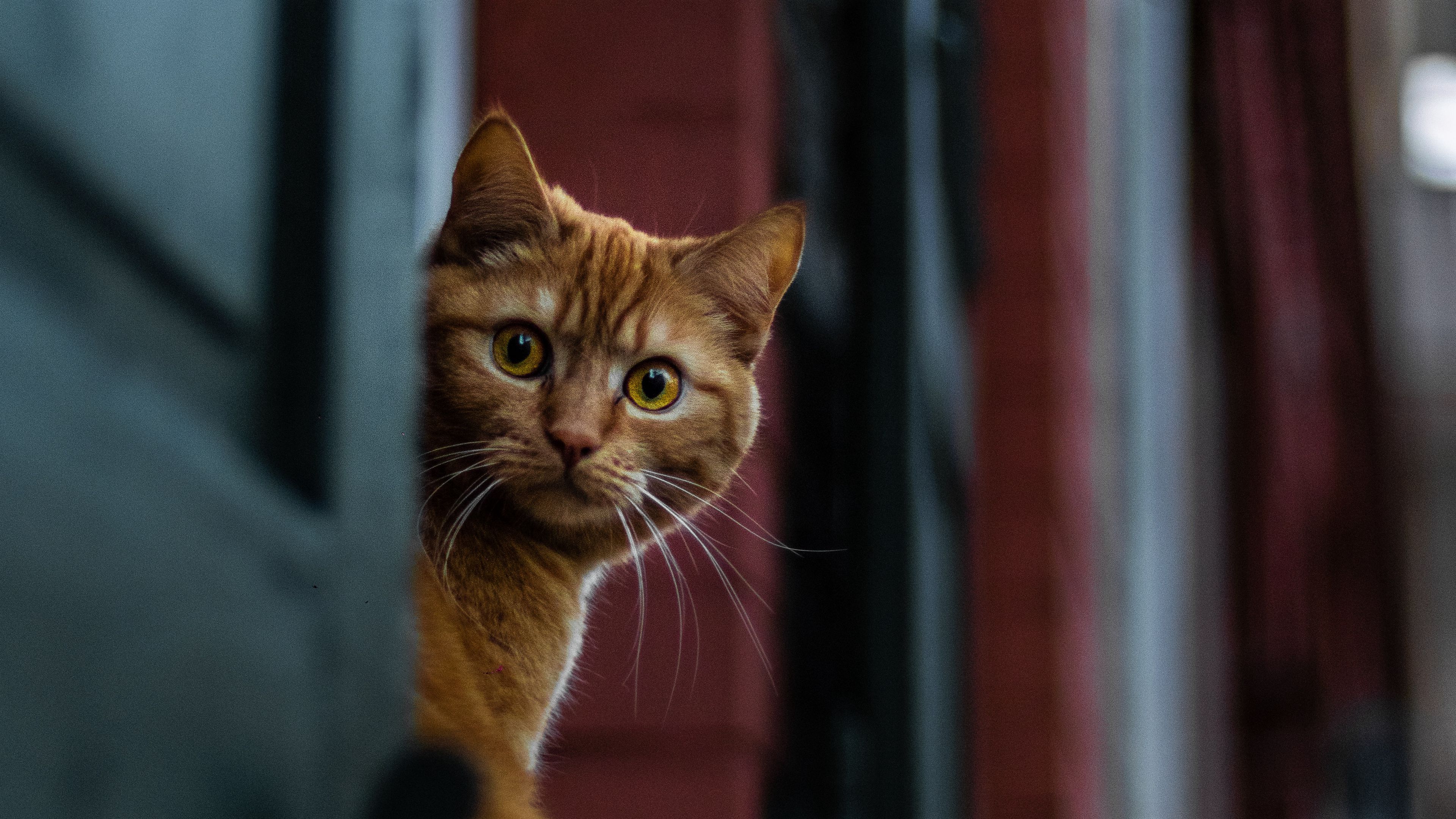 cat, spy, sight, wonder, 4k, HD Wallpaper