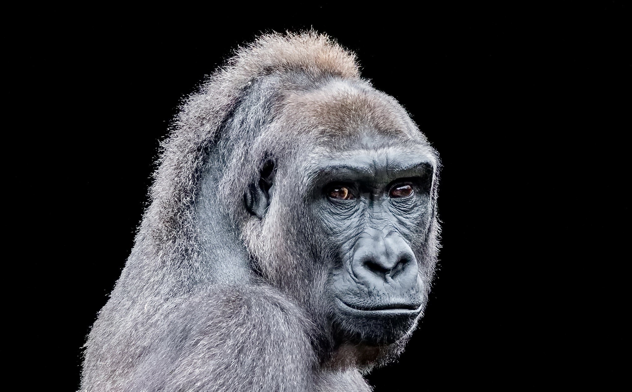 animals, apes, black background, brown eyes, HD Wallpaper