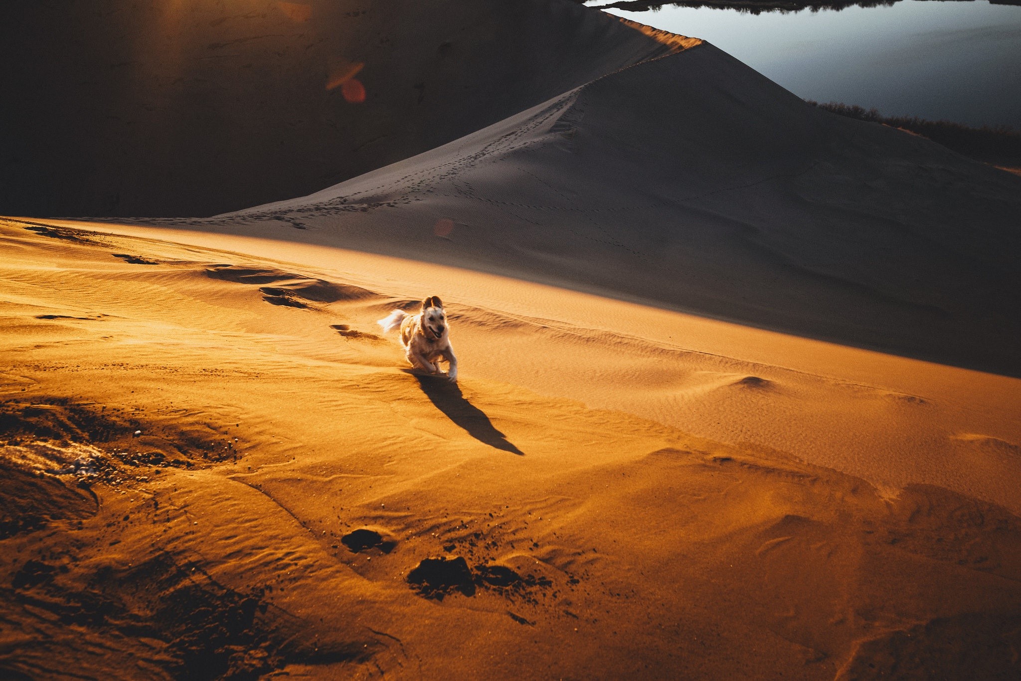 dog, nature, animals, desert, sand, sunlight, HD Wallpaper
