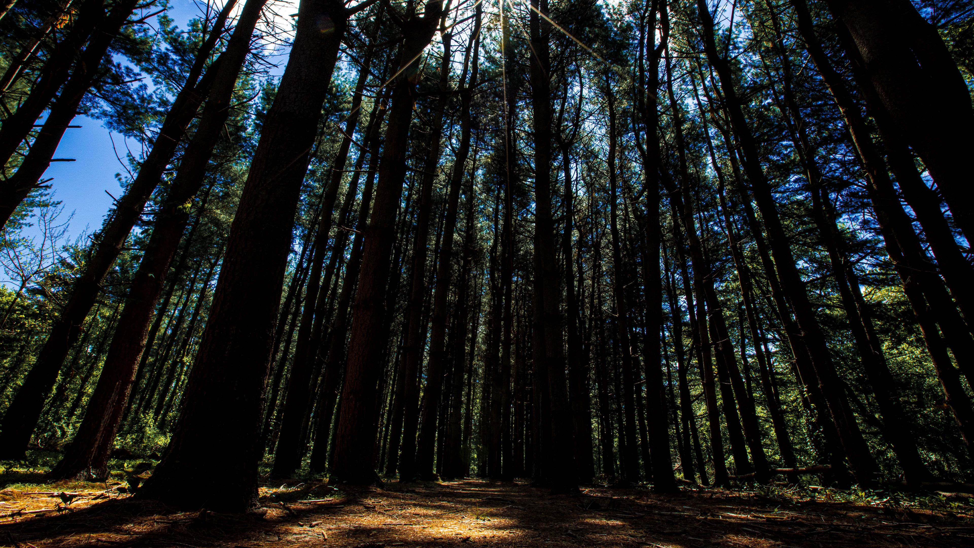 forest, trees, rays, sunlight, walk, 4k, HD Wallpaper