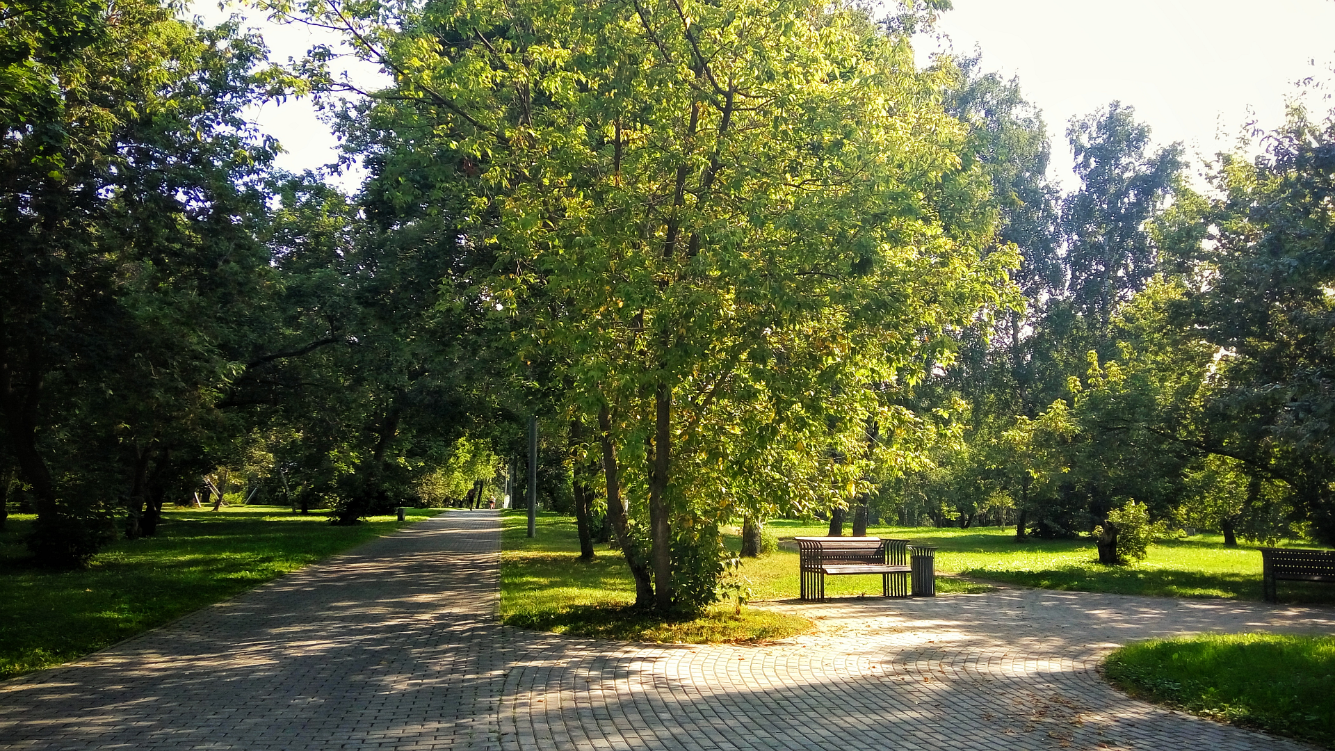 summer, trees, park, green, pavements, bench, dappled sunlight, HD Wallpaper