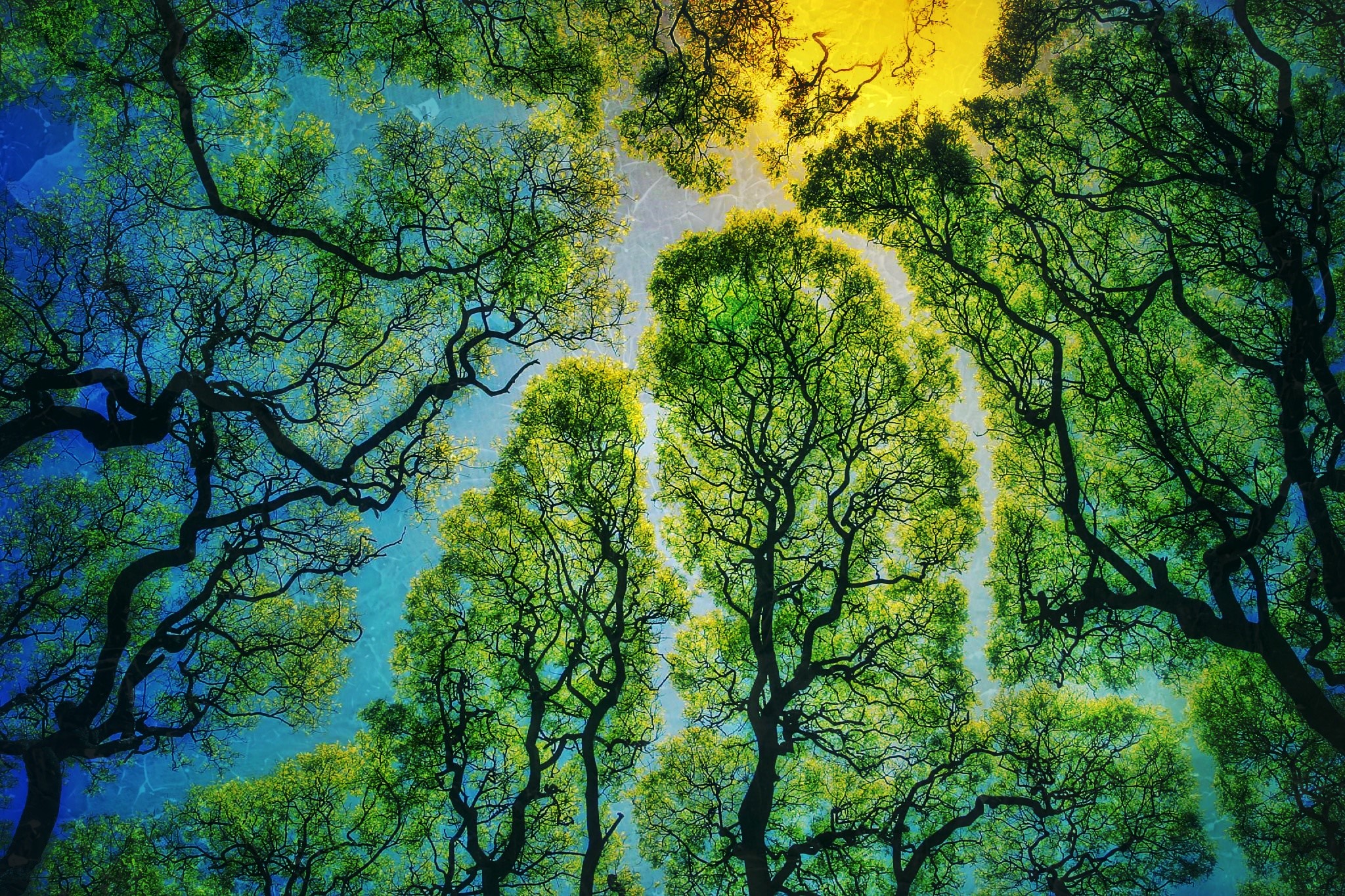 nature, trees, sunlight, Photoshop, foliage, HD Wallpaper