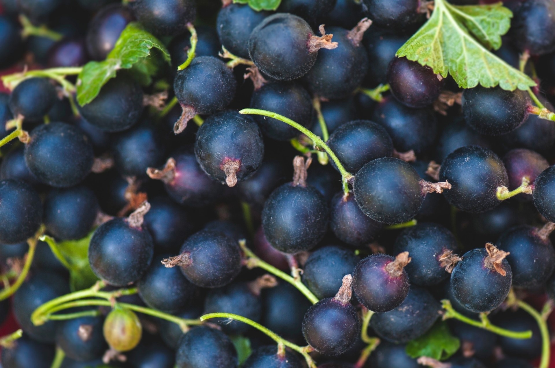 blue, food, berries, macro, HD Wallpaper
