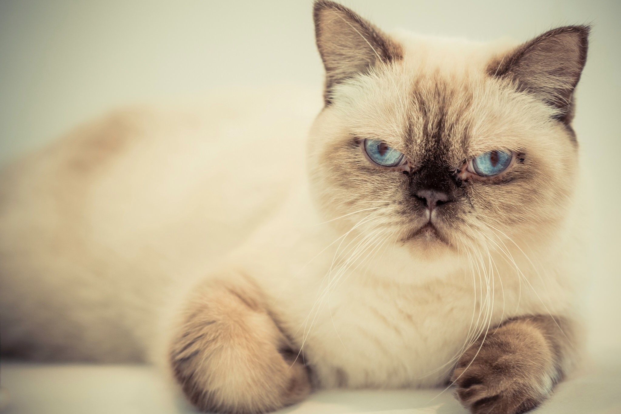 blue eyes, cats, animals, HD Wallpaper
