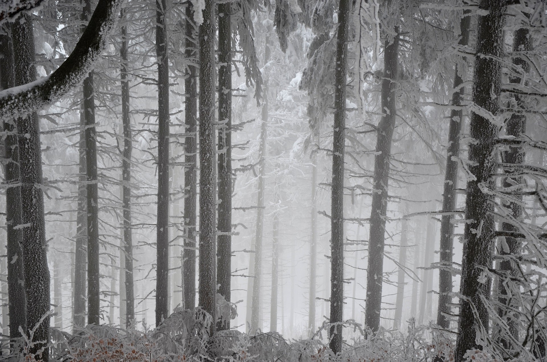 forest, winter, snow, trees, HD Wallpaper