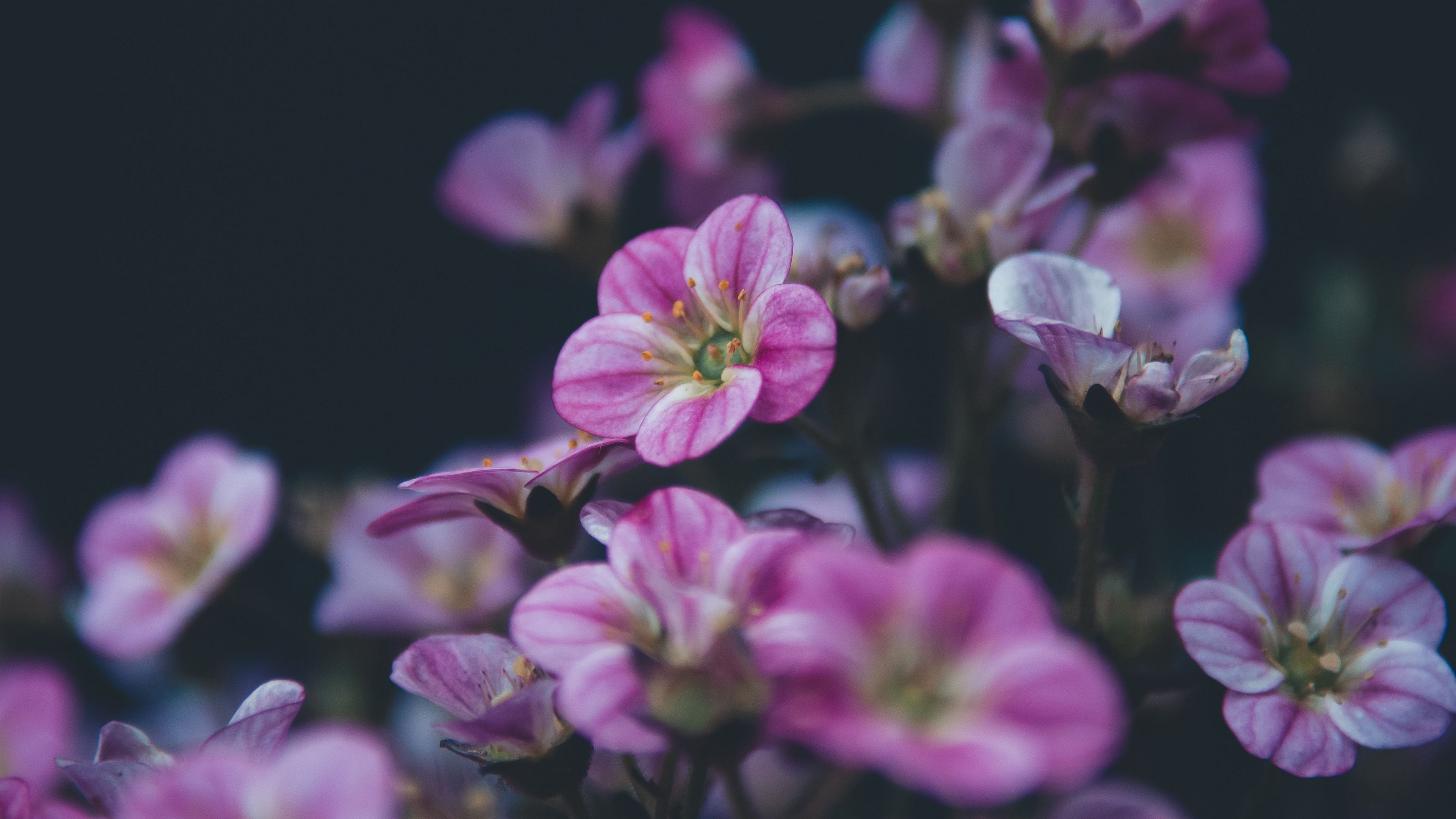 geranium, flower, purple, bloom, plant, decorative, 4k, HD Wallpaper
