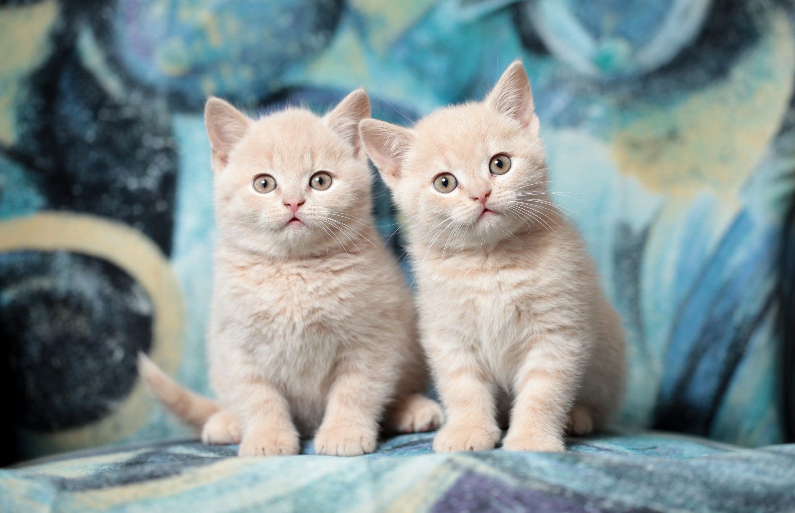 animals, cats, kittens, HD Wallpaper