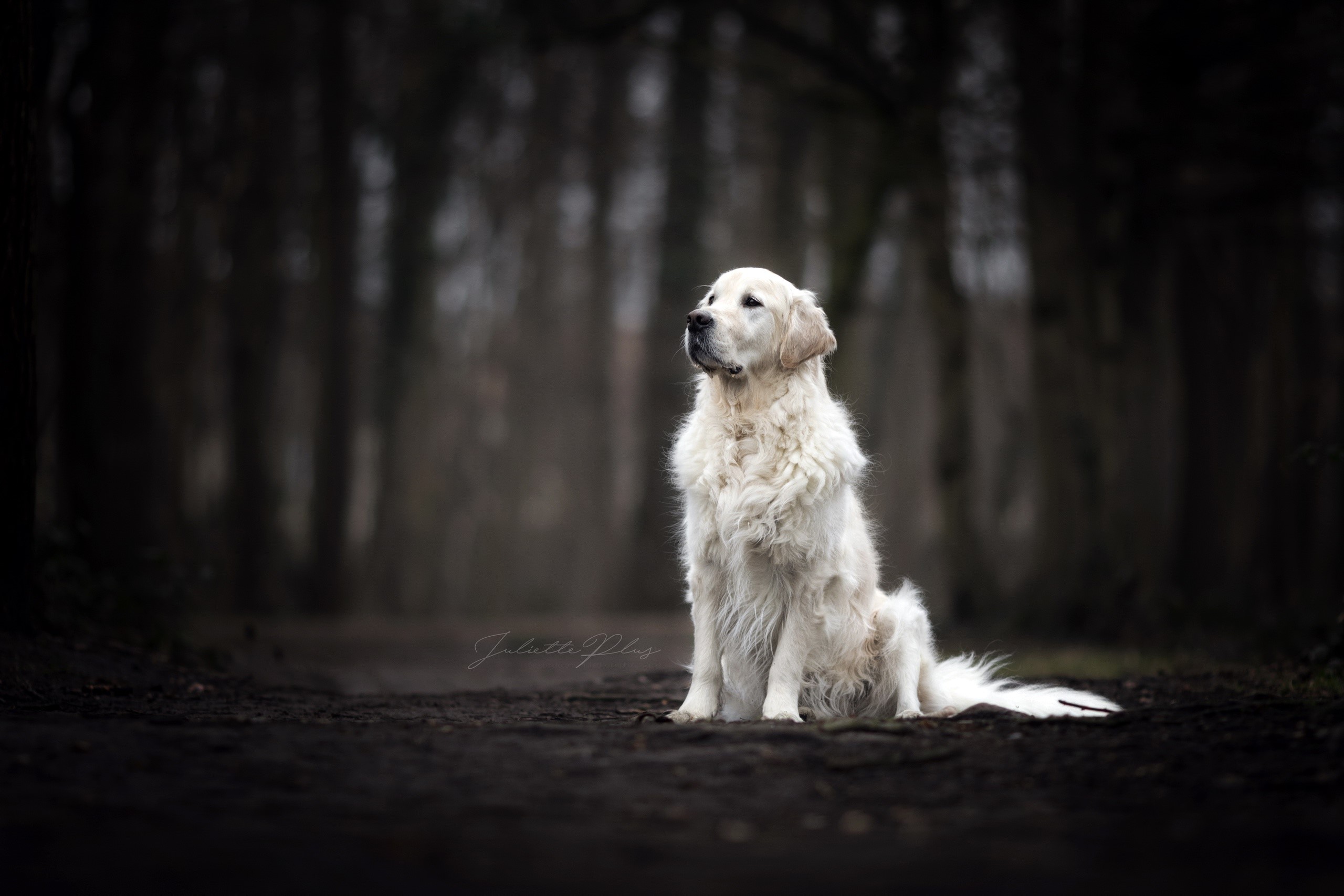 dark, animals, dog, HD Wallpaper