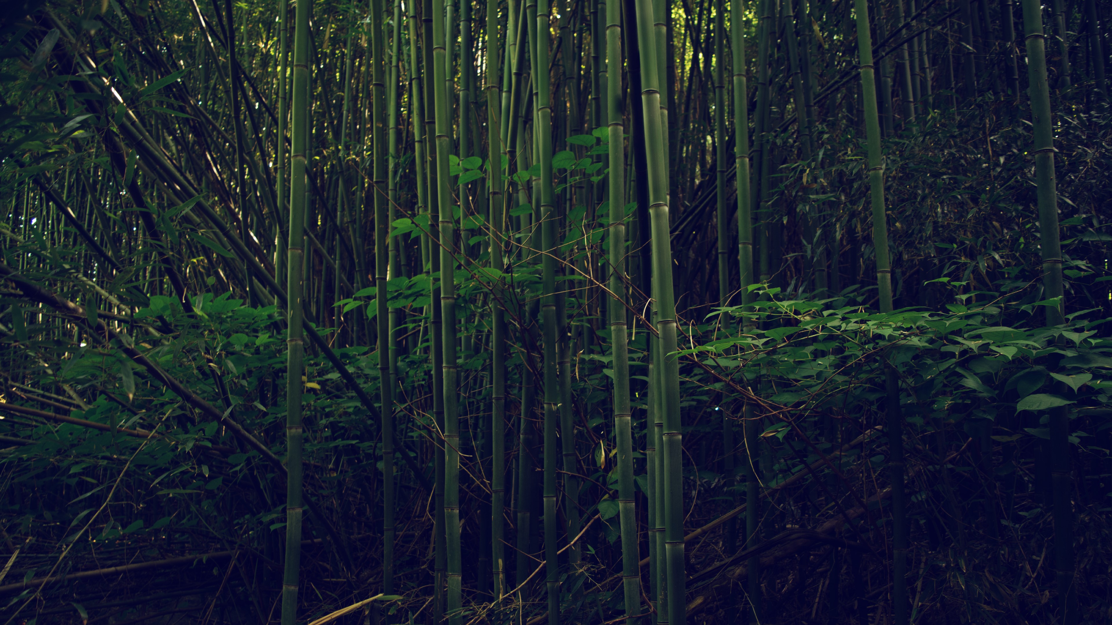 nature, outdoors, bamboo, forest, HD Wallpaper