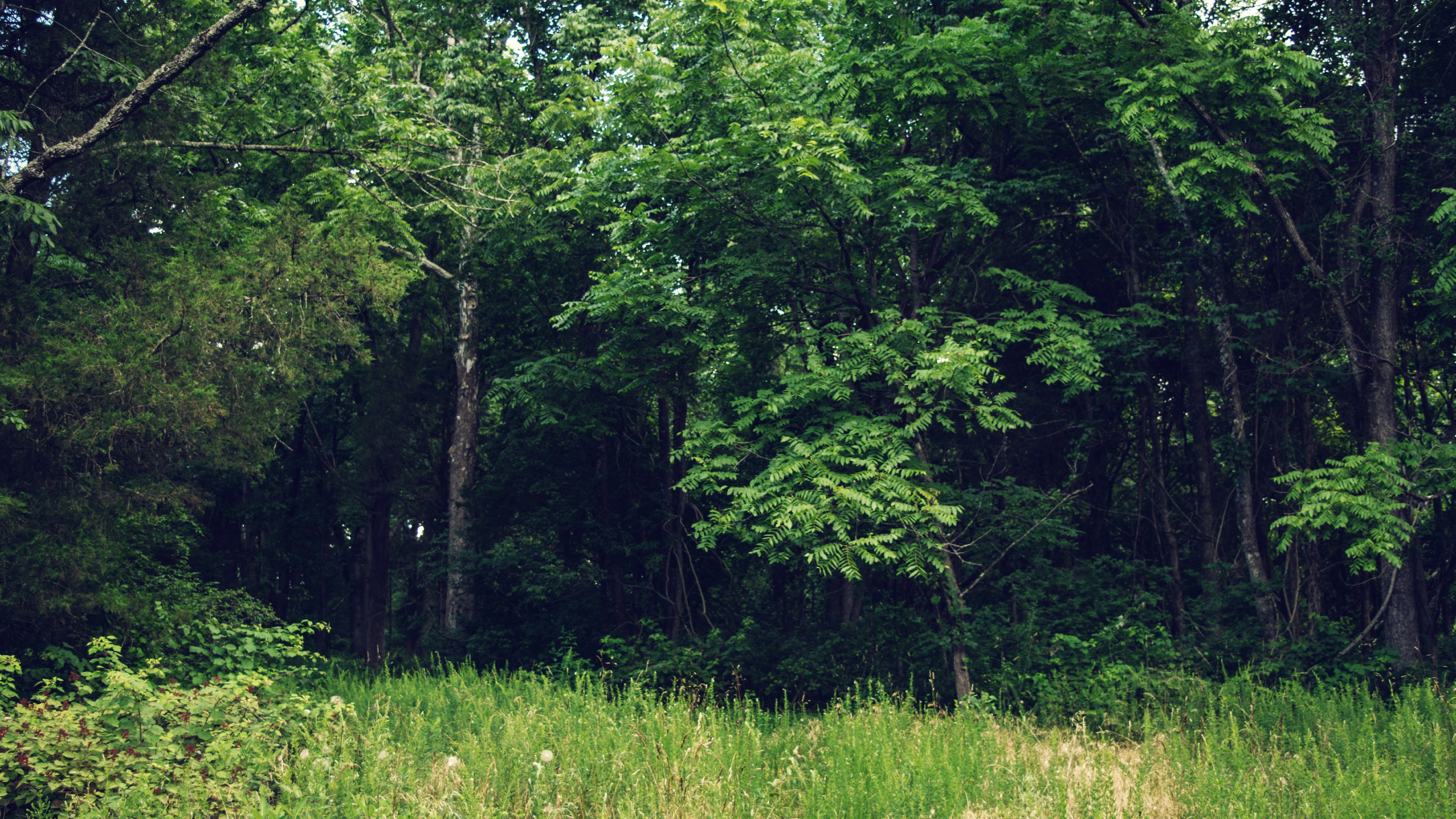 nature, outdoors, trees, field, HD Wallpaper