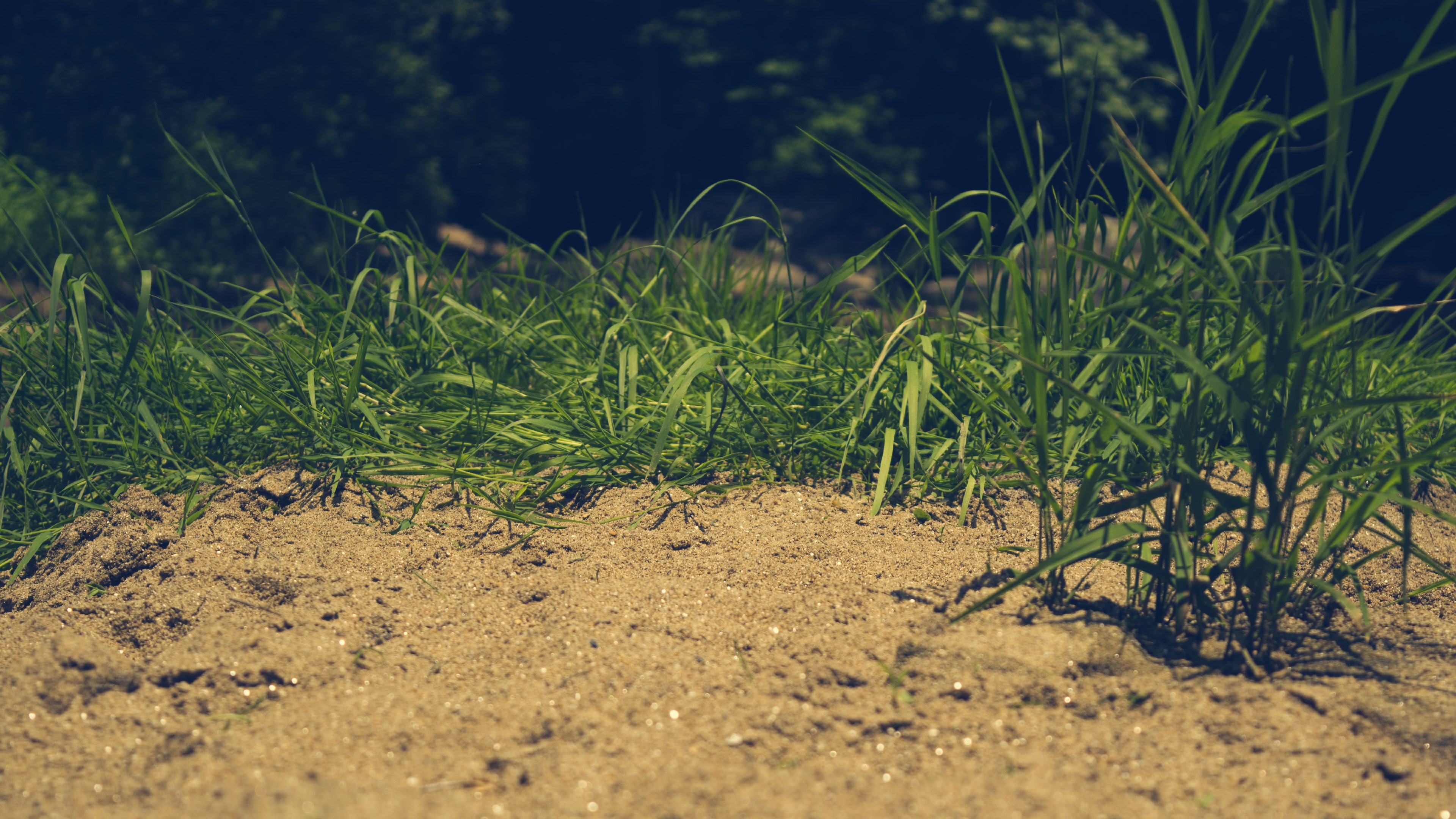 nature, outdoors, sand, grass, HD Wallpaper