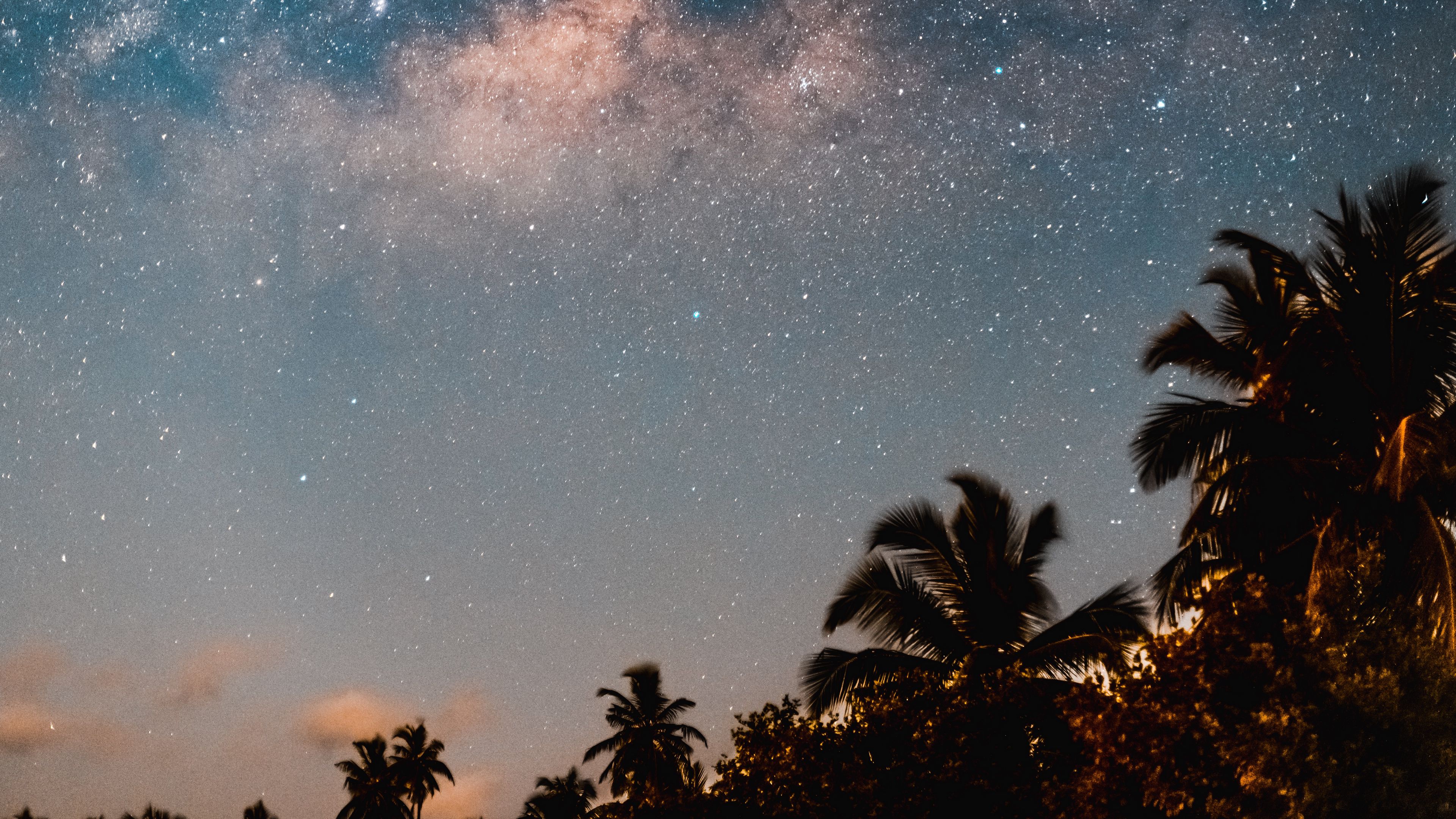 palm trees, starry sky, night, dark, trees, 4k, HD Wallpaper