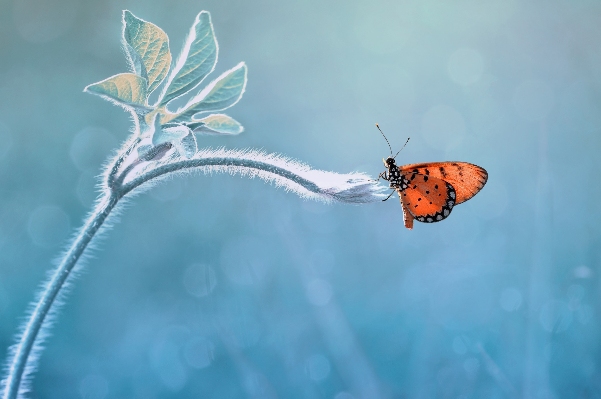 nature, macro, animals, insect, plants, cyan, HD Wallpaper