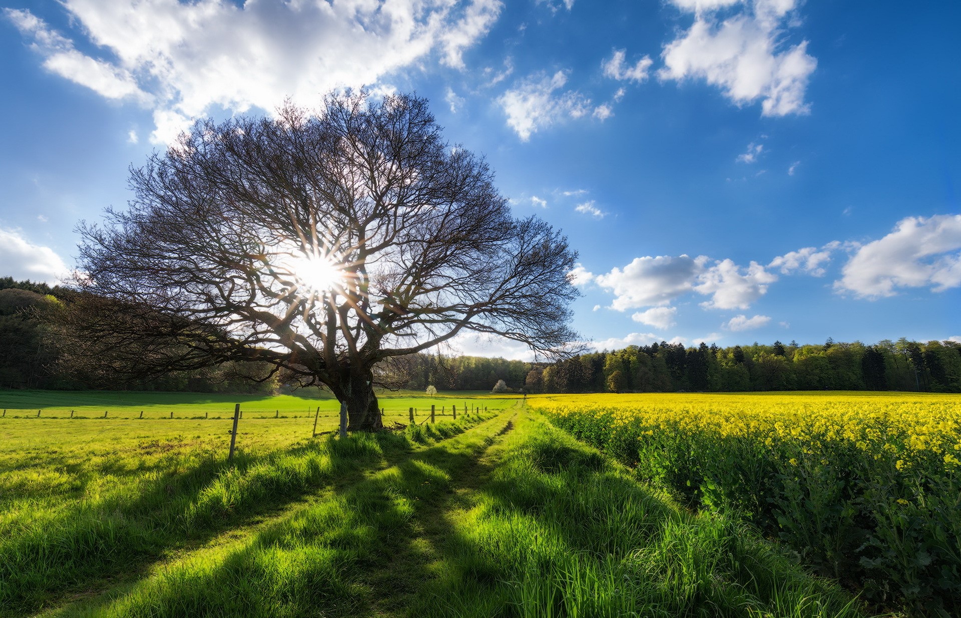 landscape, sky, field, trees, HD Wallpaper