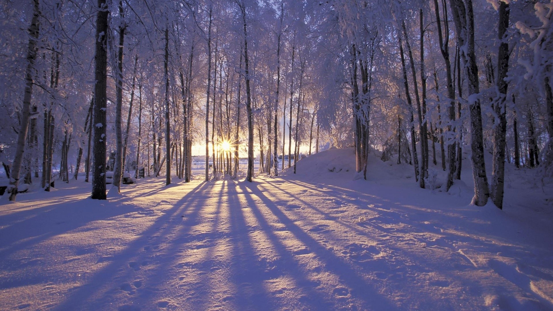 landscape, nature, winter, snow, sunlight, trees, HD Wallpaper