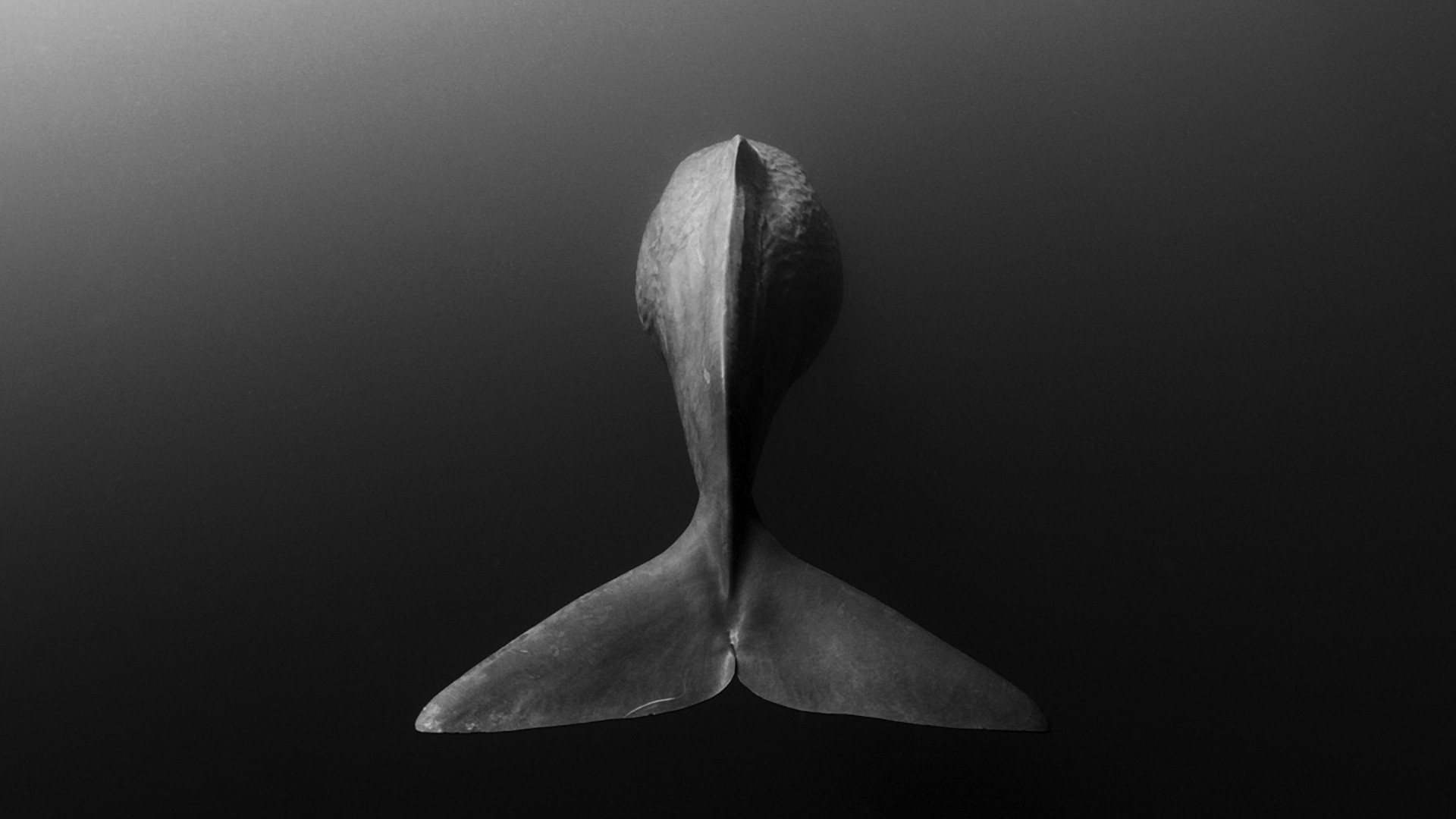 animals, whale, monochrome, Sperm Whale, HD Wallpaper