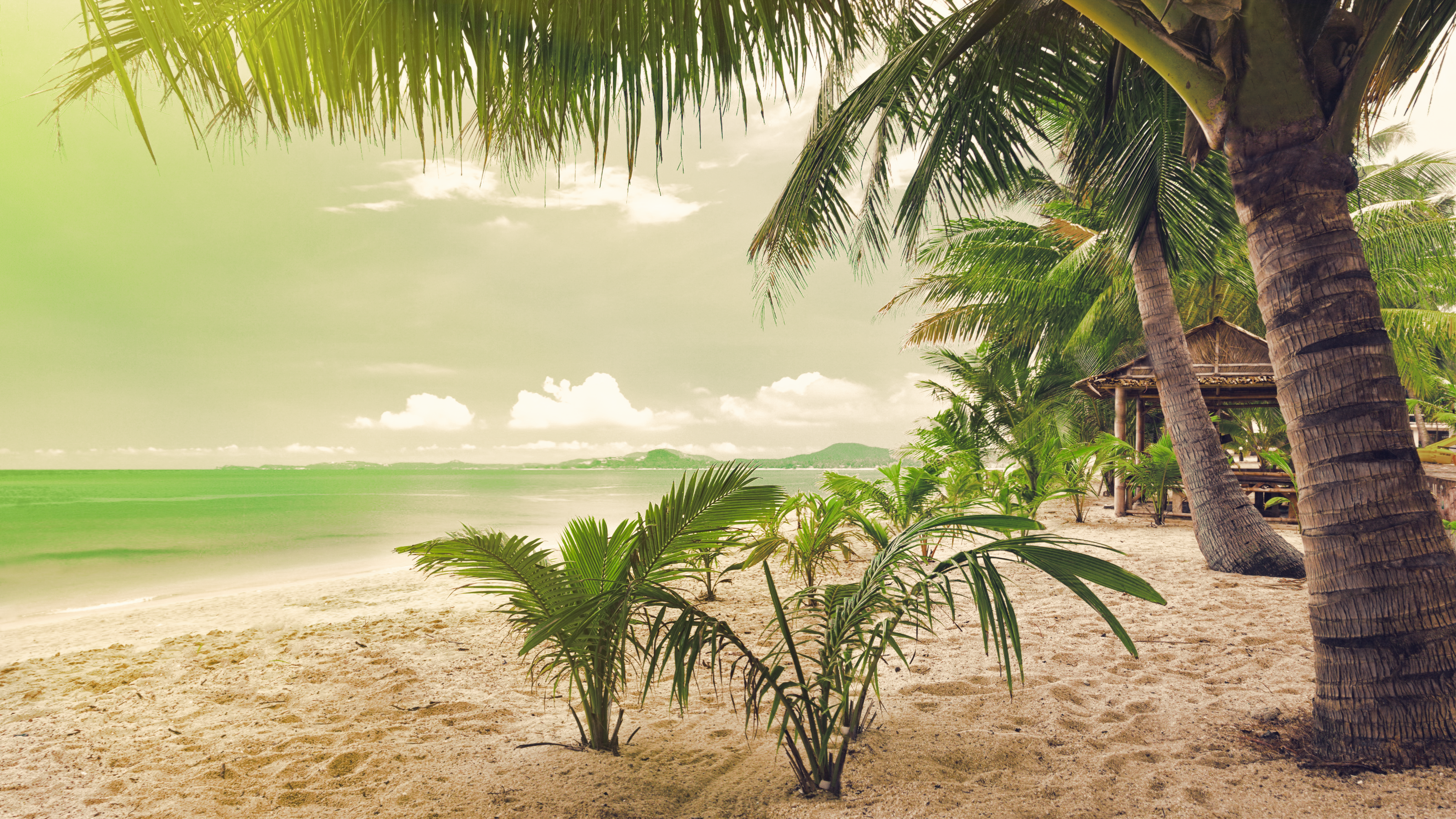beach, sea, palm trees, sand, HD Wallpaper