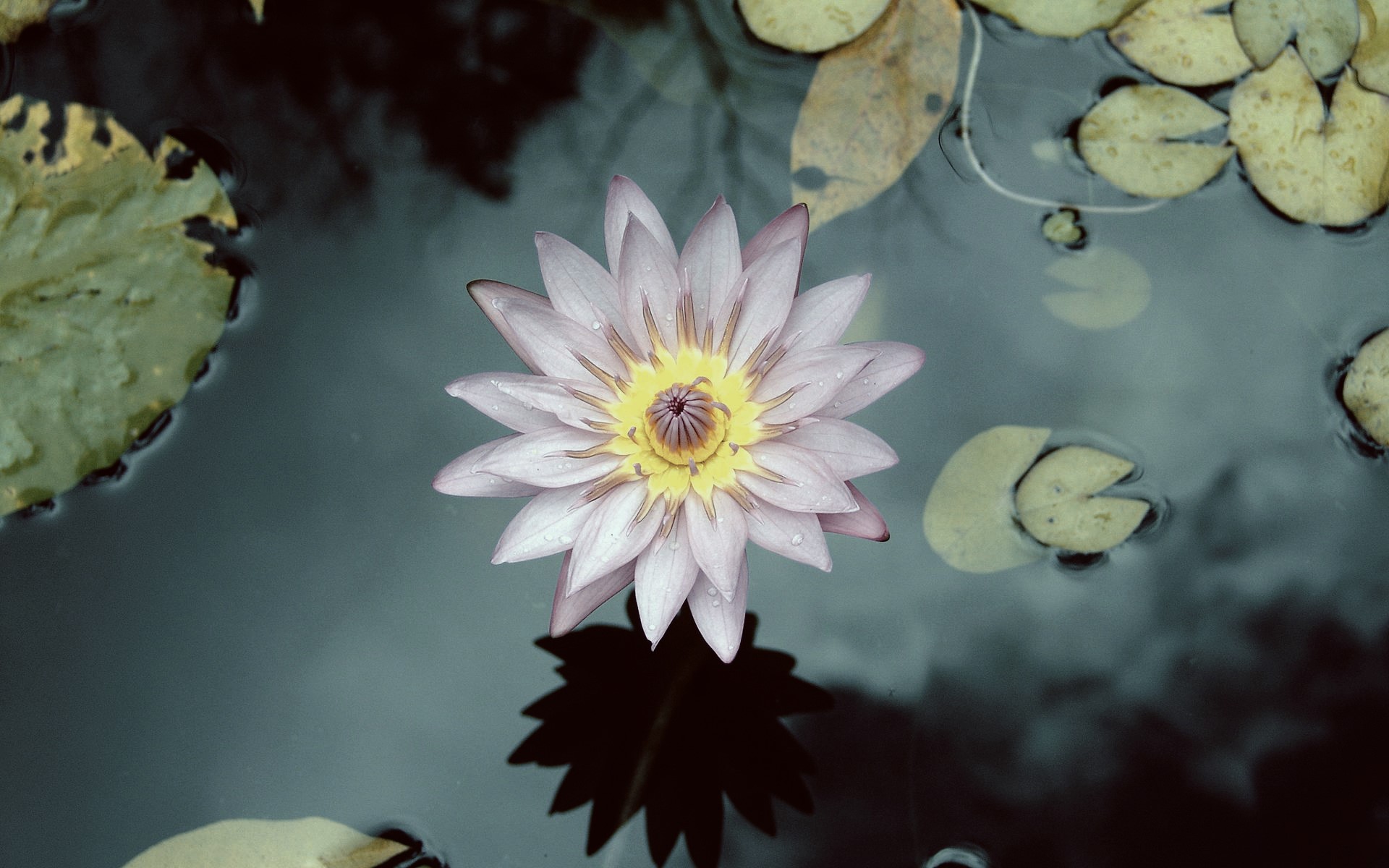 lotus flowers, water, plants, flowers, macro, HD Wallpaper