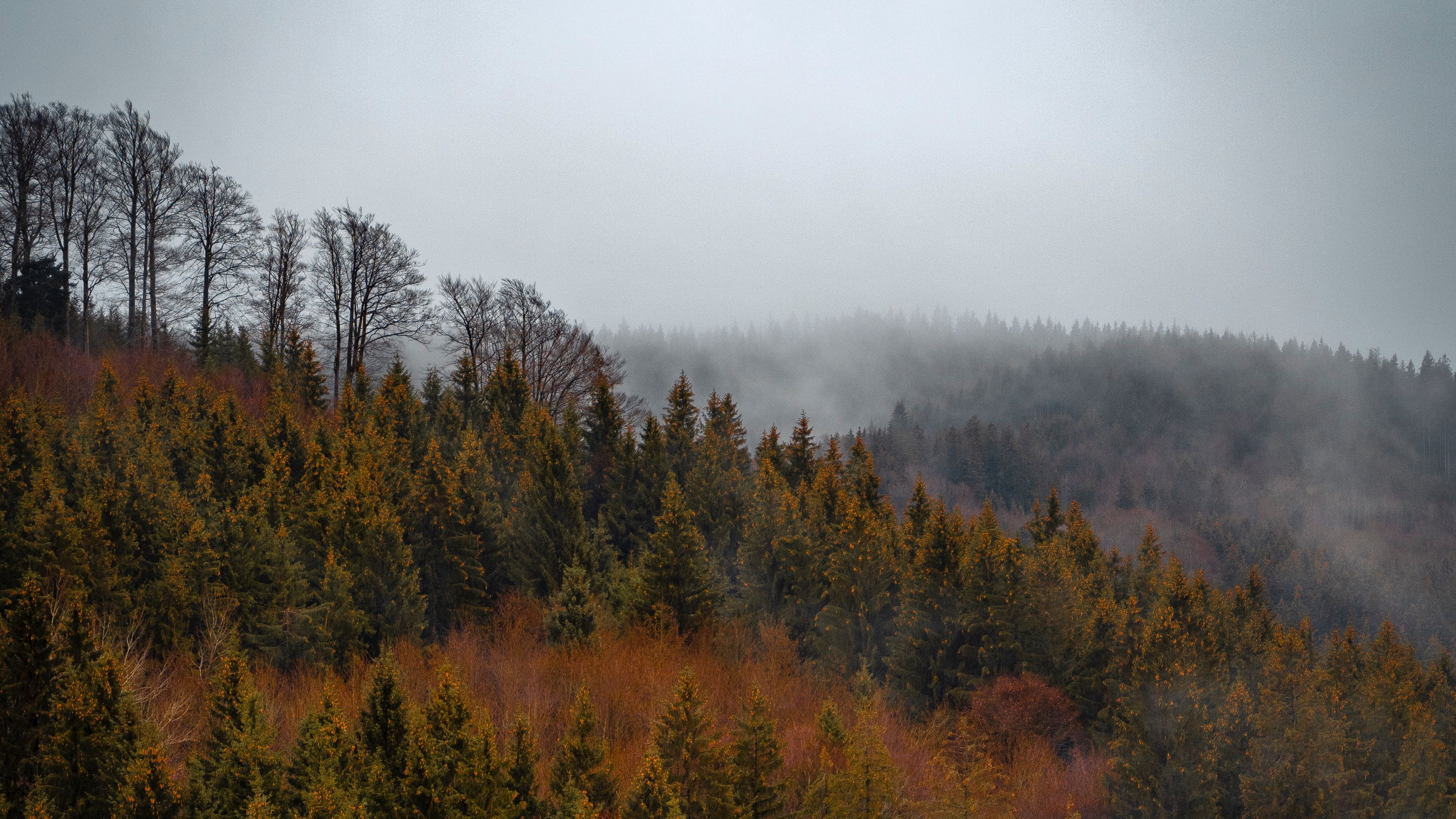 forest, trees, fog, tops, aerial view, 4k, HD Wallpaper