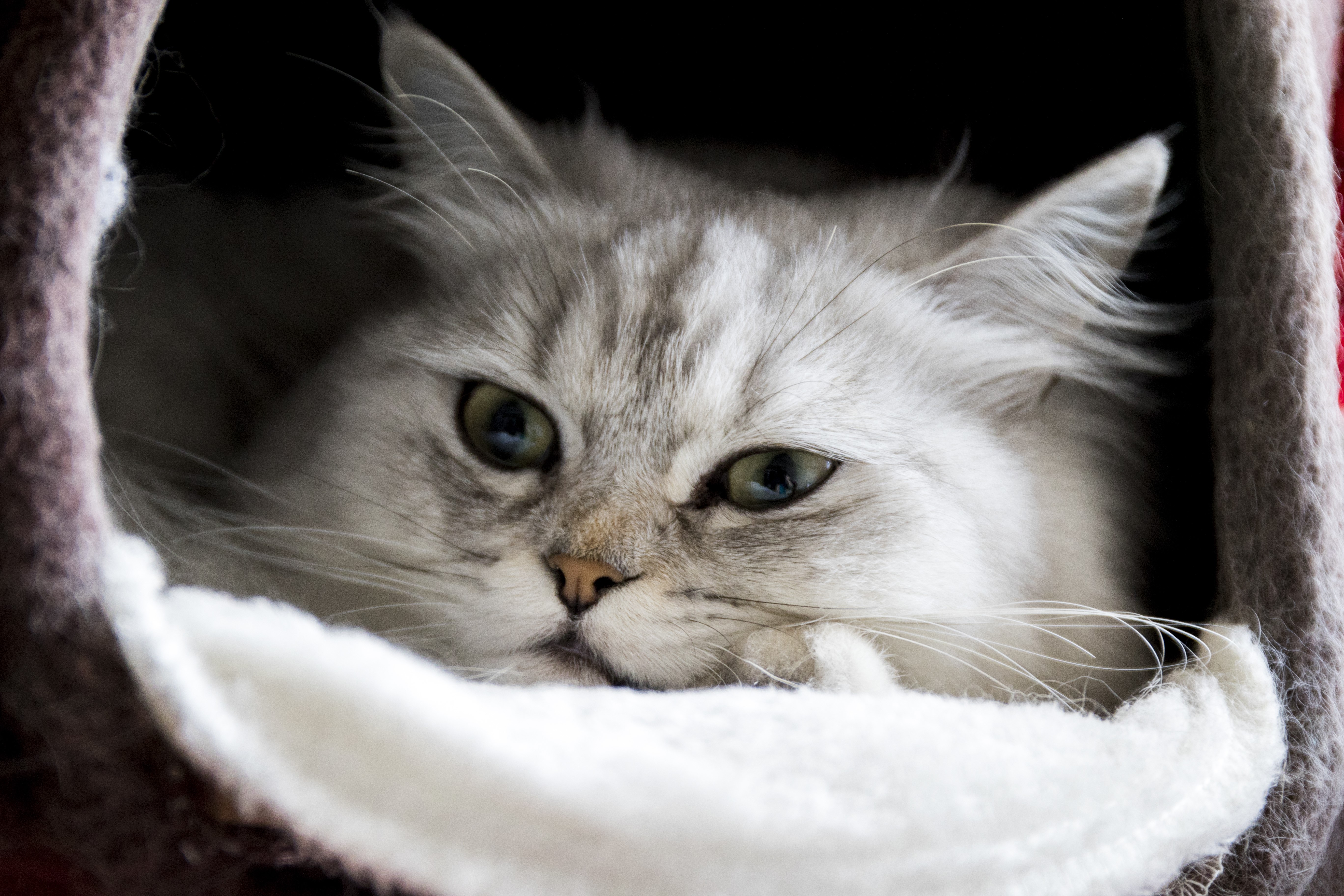 cats, animals, feline, fur, HD Wallpaper
