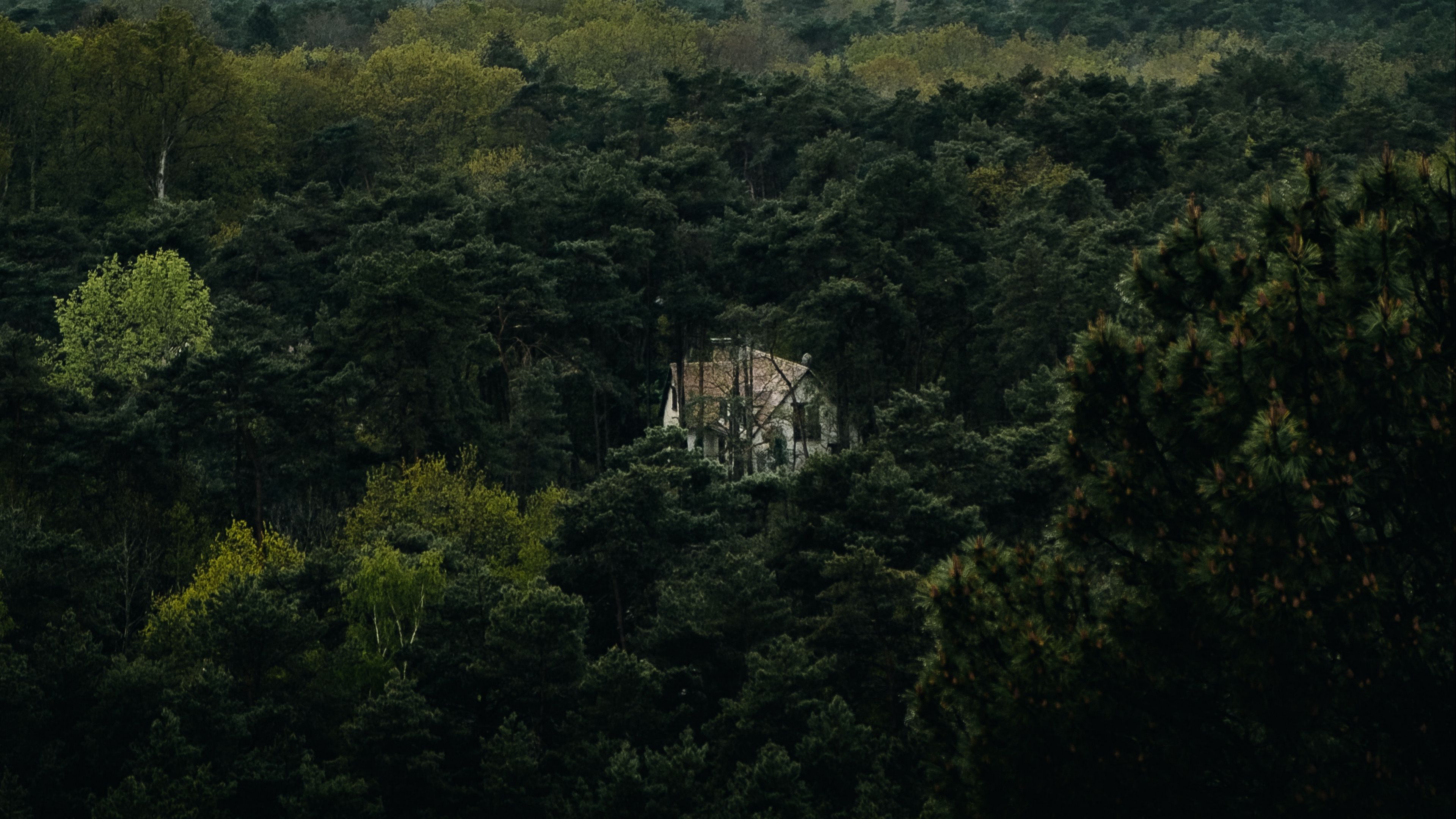 forest, house, lonely, aerial view, trees, nature, 4k, HD Wallpaper
