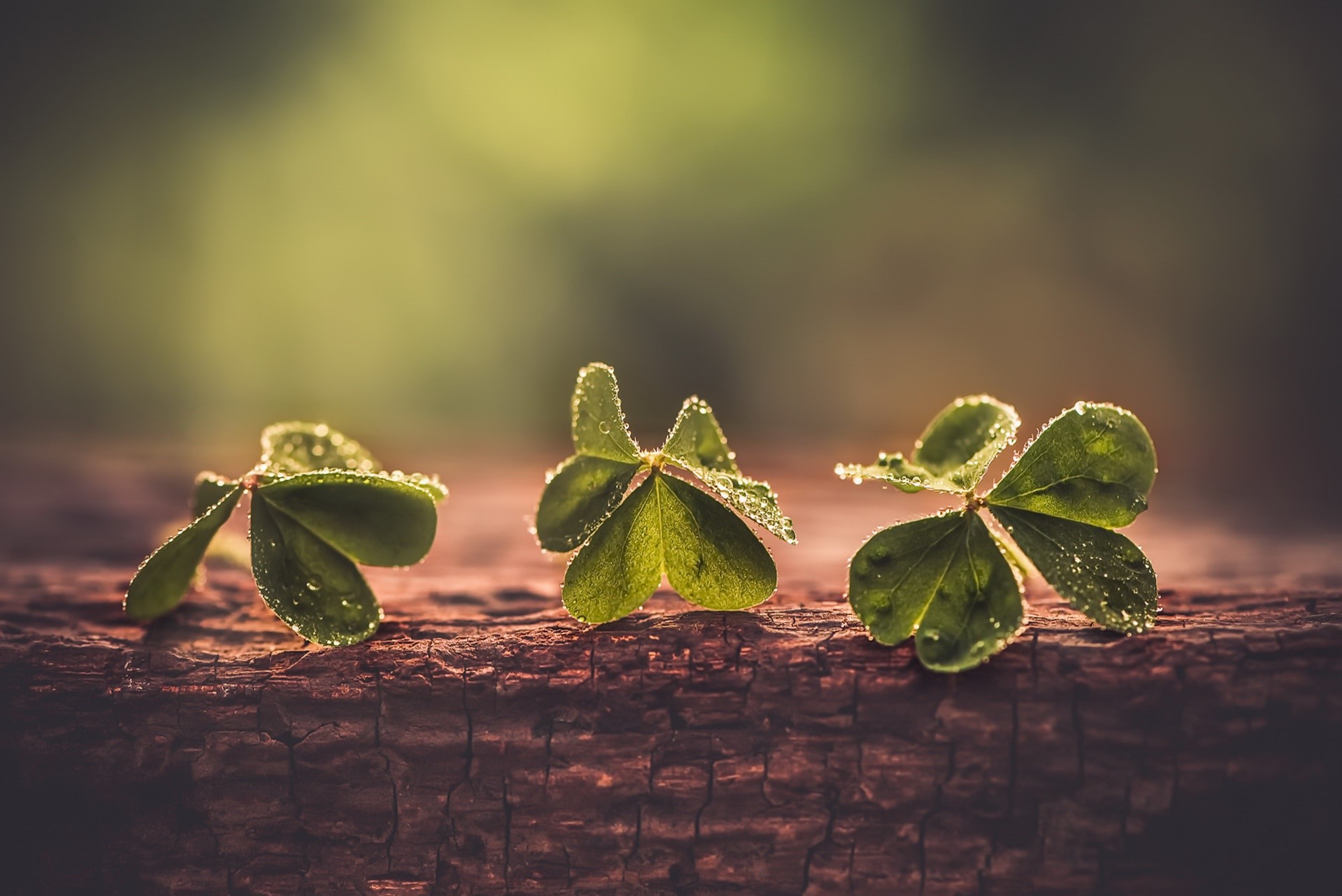plants, clovers, wood, leaves, blurred, HD Wallpaper