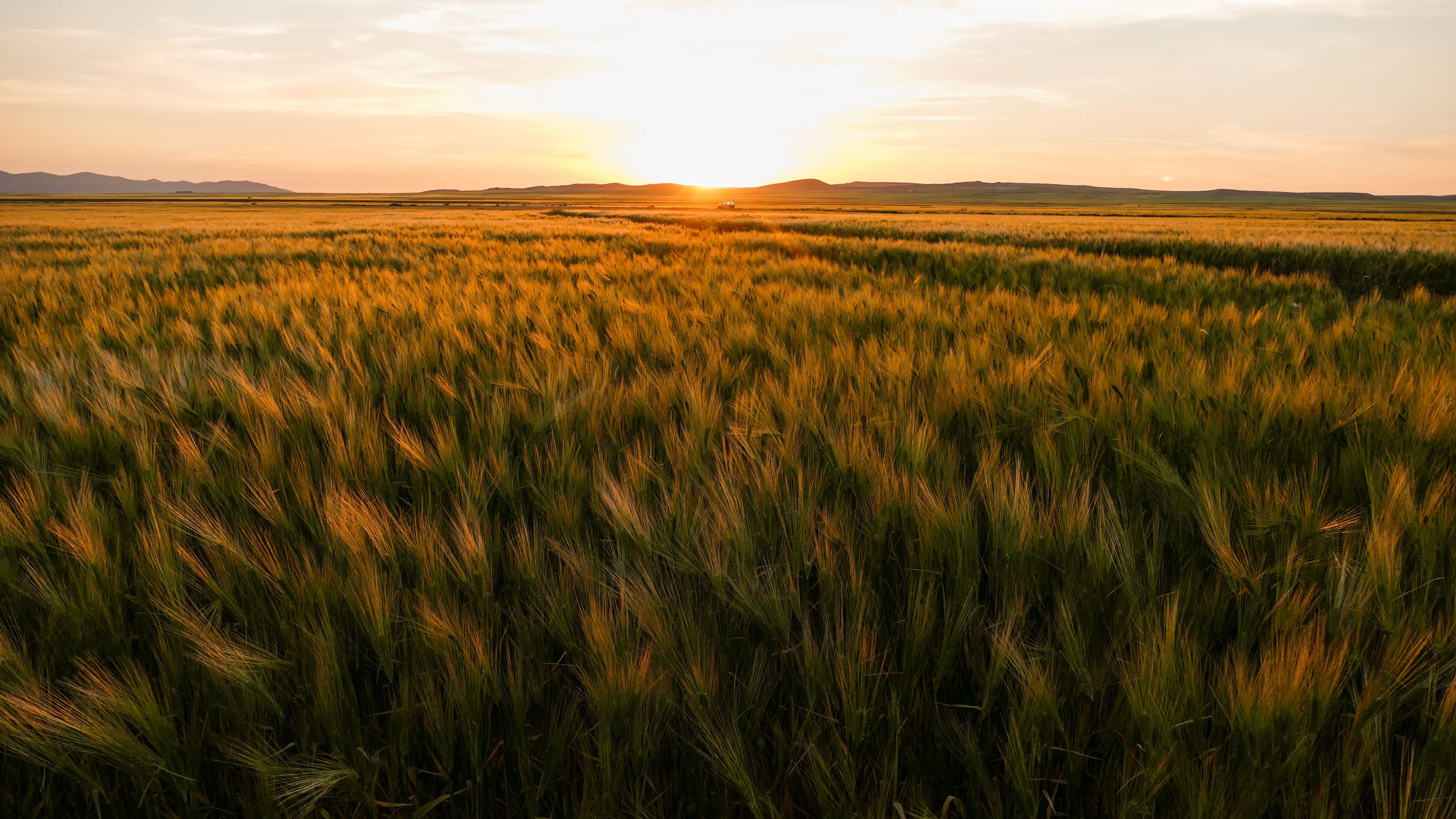field, ears of corn, sunset, horizon, 4k, HD Wallpaper