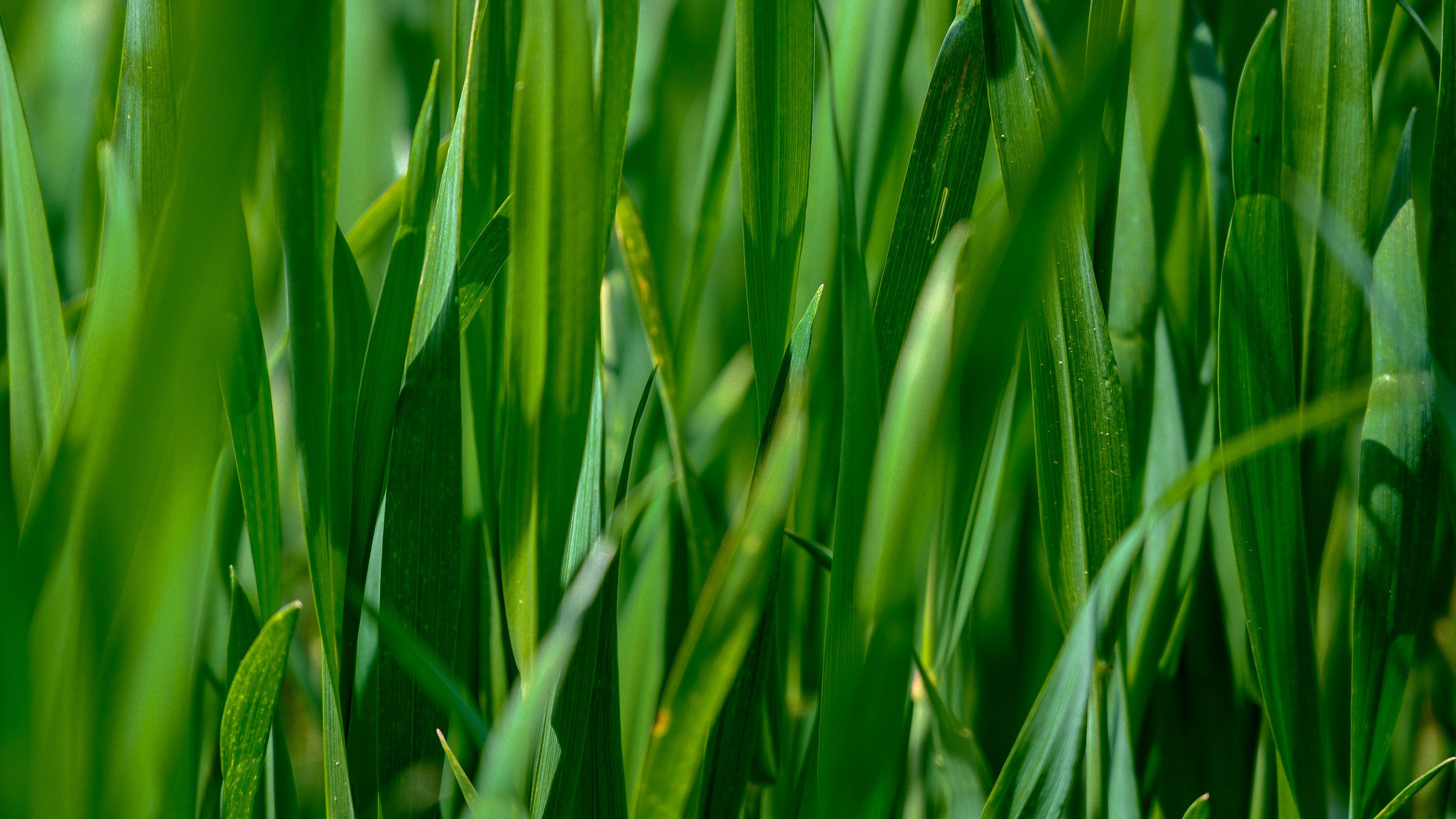 leaves, grass, plant, green, 4k, HD Wallpaper